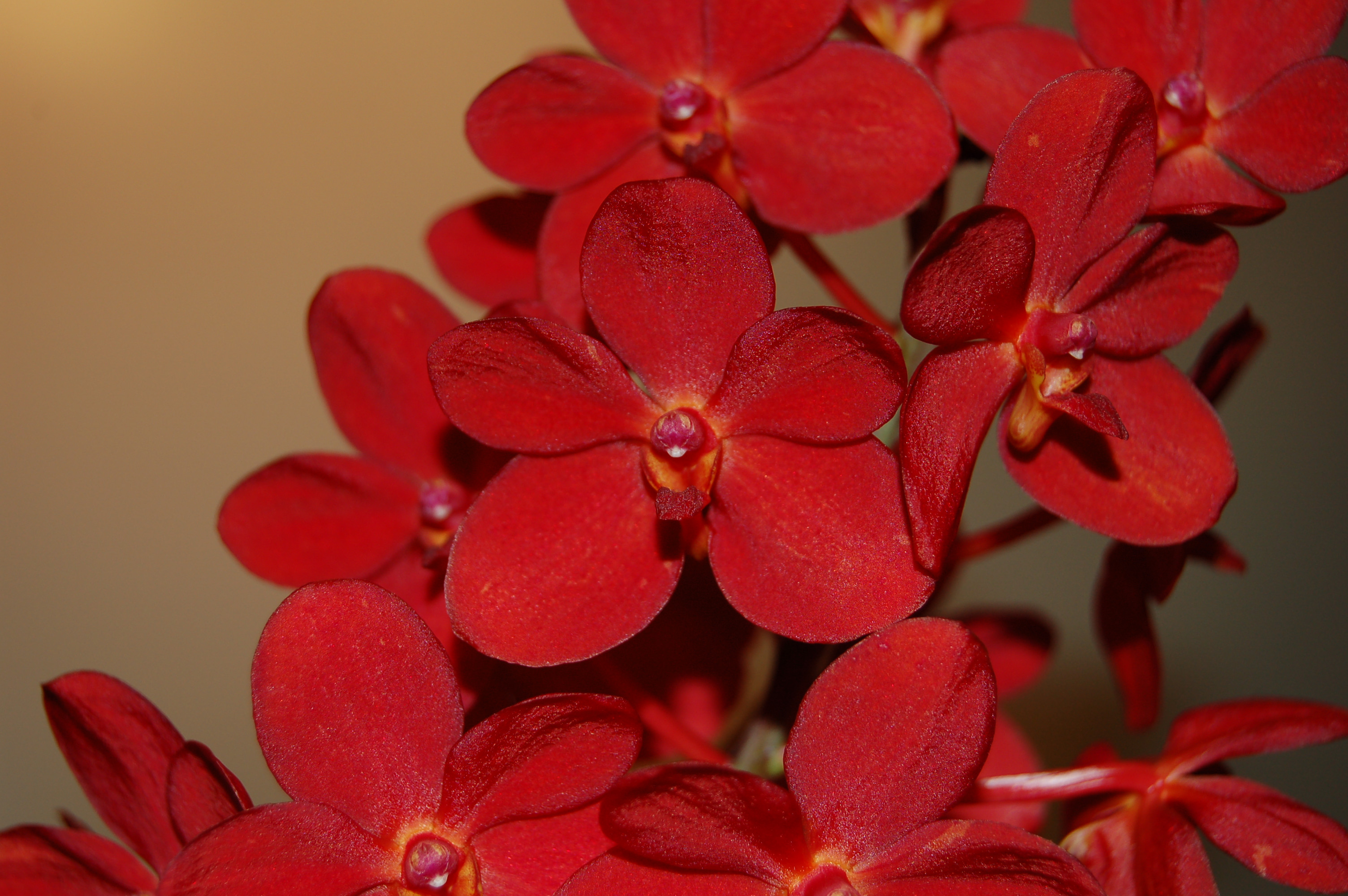 Ascocenda Red Fire | Orchideen-Wichmann.de - Highest horticultural quality  and experience since 1897