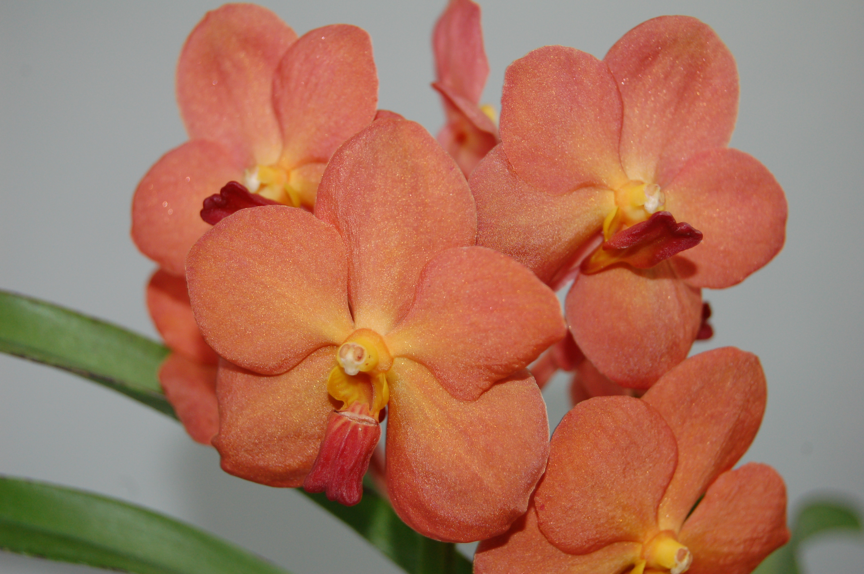 Ascocenda Thai Peach | Orchideen-Wichmann.de - Highest horticultural  quality and experience since 1897