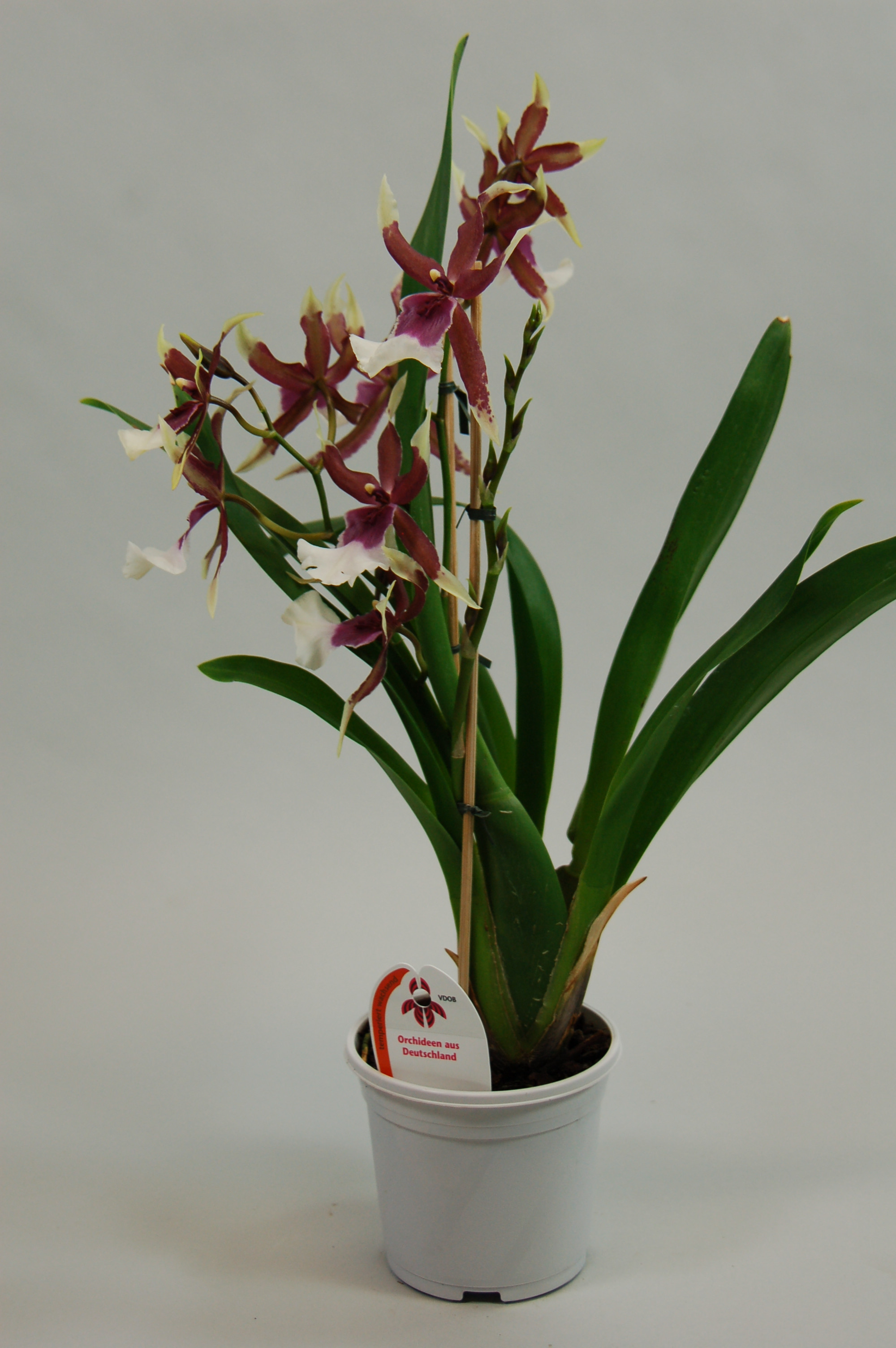 Beallara best sale