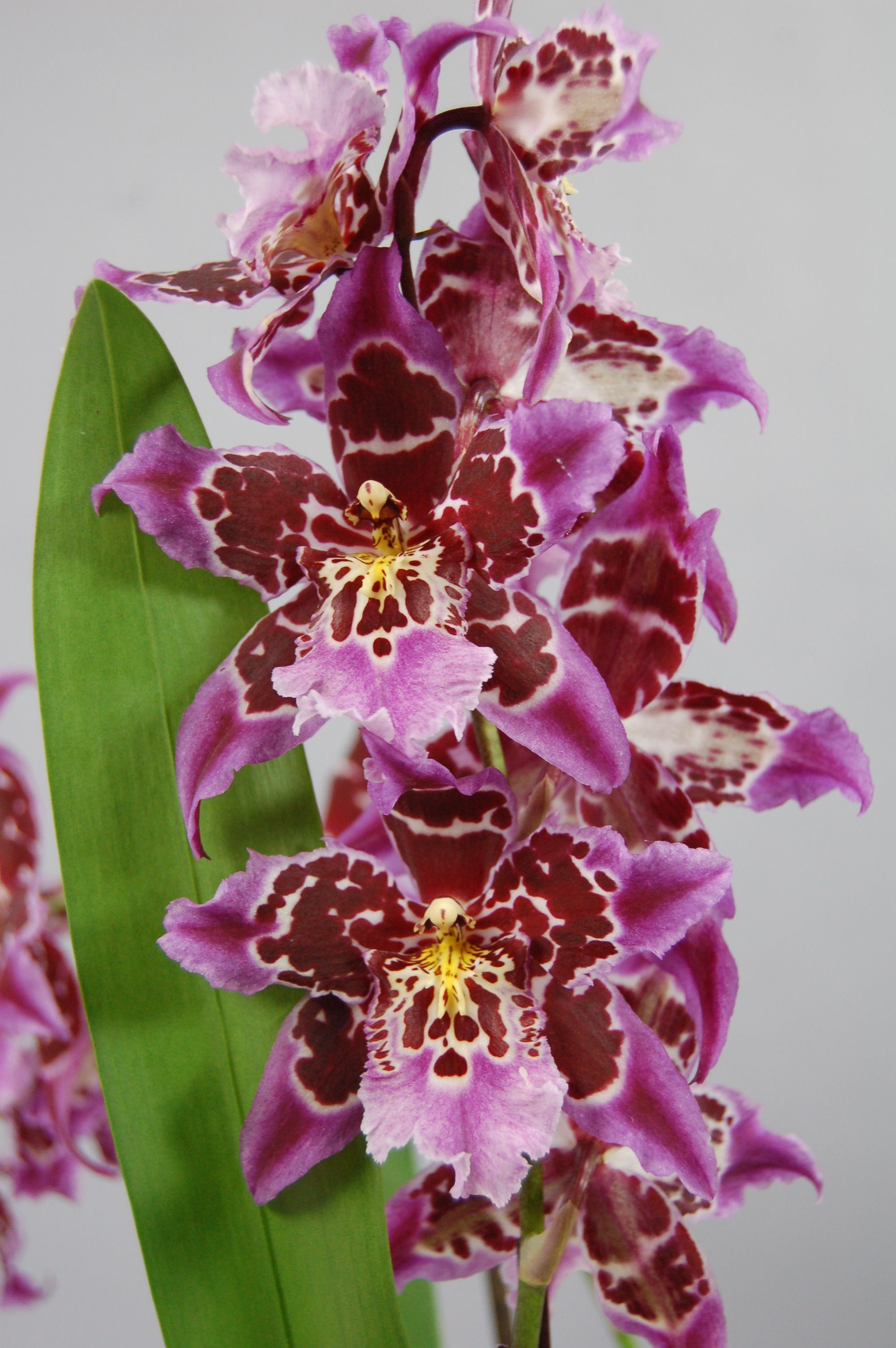 Beallara Joe s Drum Orchideen Wichmann Highest horticultural quality and experience since 1897