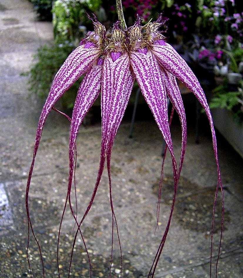 Bulbophyllum Elizabeth Ann Buckleberry