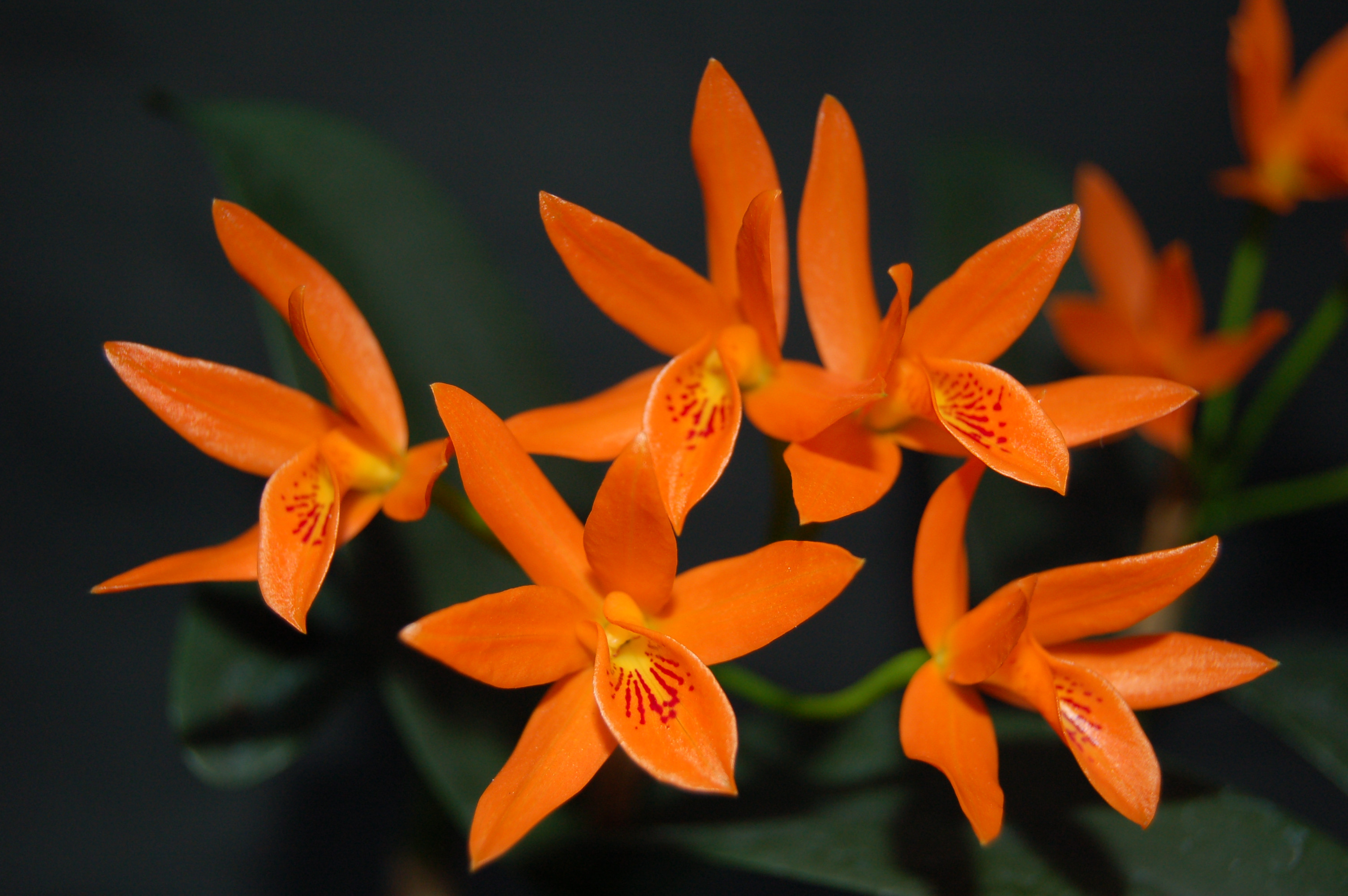 Cattleya aurantiaca 'Miami' (Jgpfl.) | Orchideen-Wichmann.de - Highest  horticultural quality and experience since 1897
