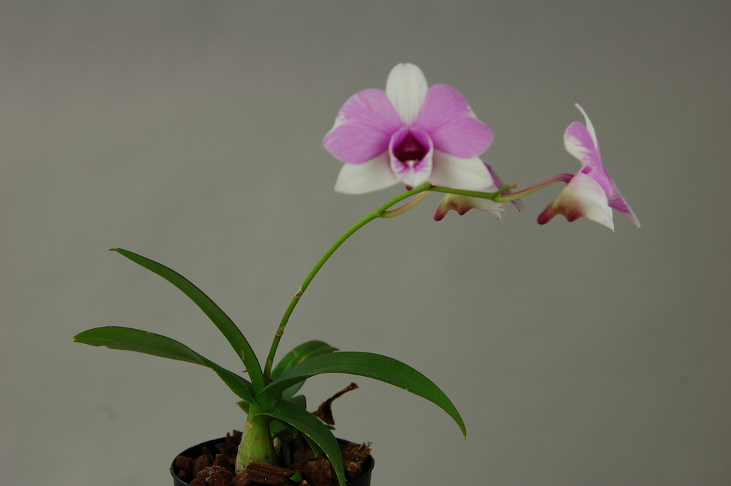Dendrobium bigibbum compactum Anzac Spirit Orchideen Wichmann