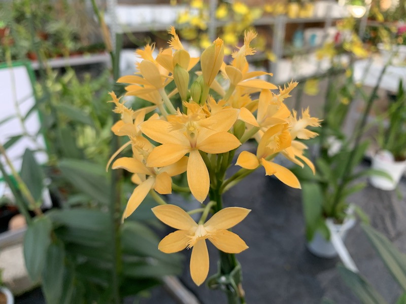 Scrupulous strand Adept Epidendrum Ballerina 'Yellow' | Orchideen-Wichmann.de - Highest  horticultural quality and experience since 1897