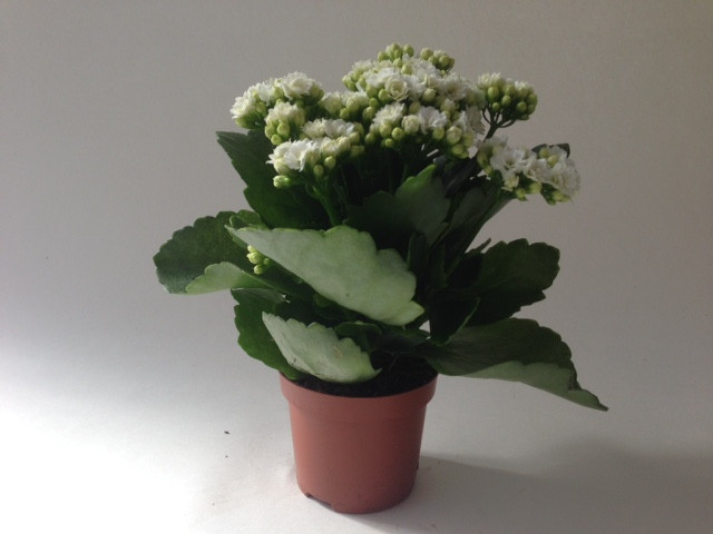 fehér parazita a Kalanchoe on