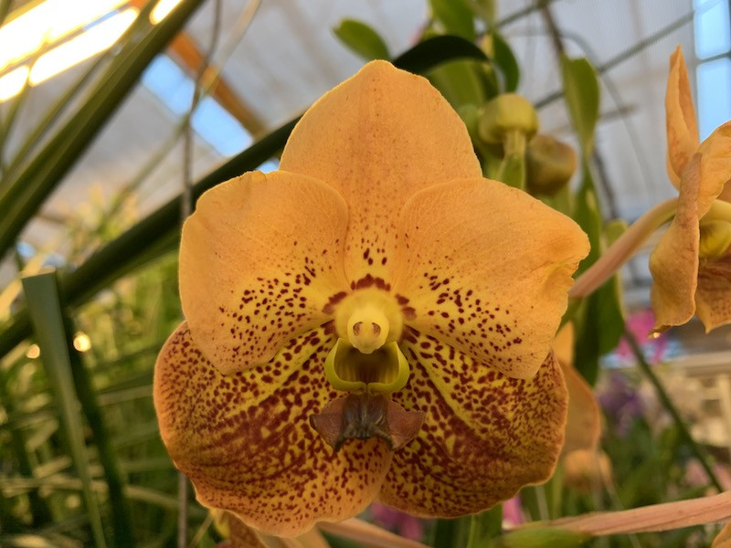 Vanda Apricot Brandy | Orchideen-Wichmann.de - Highest horticultural  quality and experience since 1897