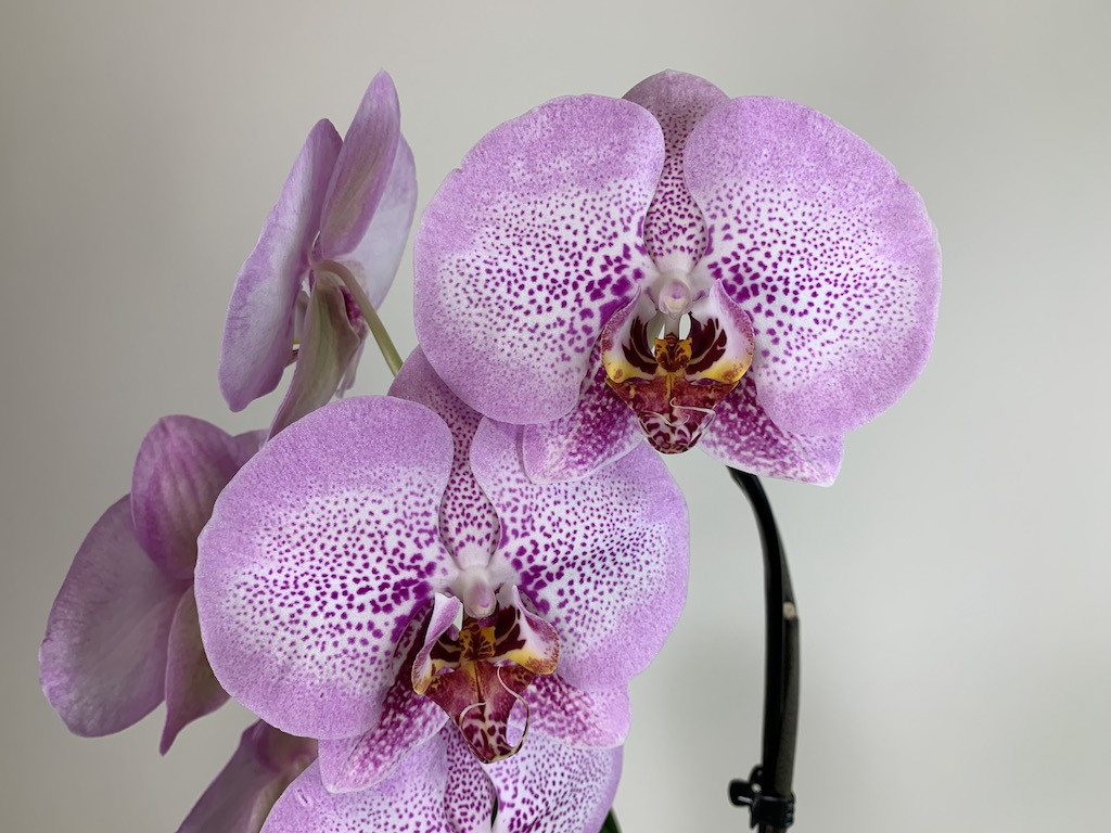 Phalaenopsis Sexy Pink (2 Rispen) | Orchideen-Wichmann.de - Highest  horticultural quality and experience since 1897