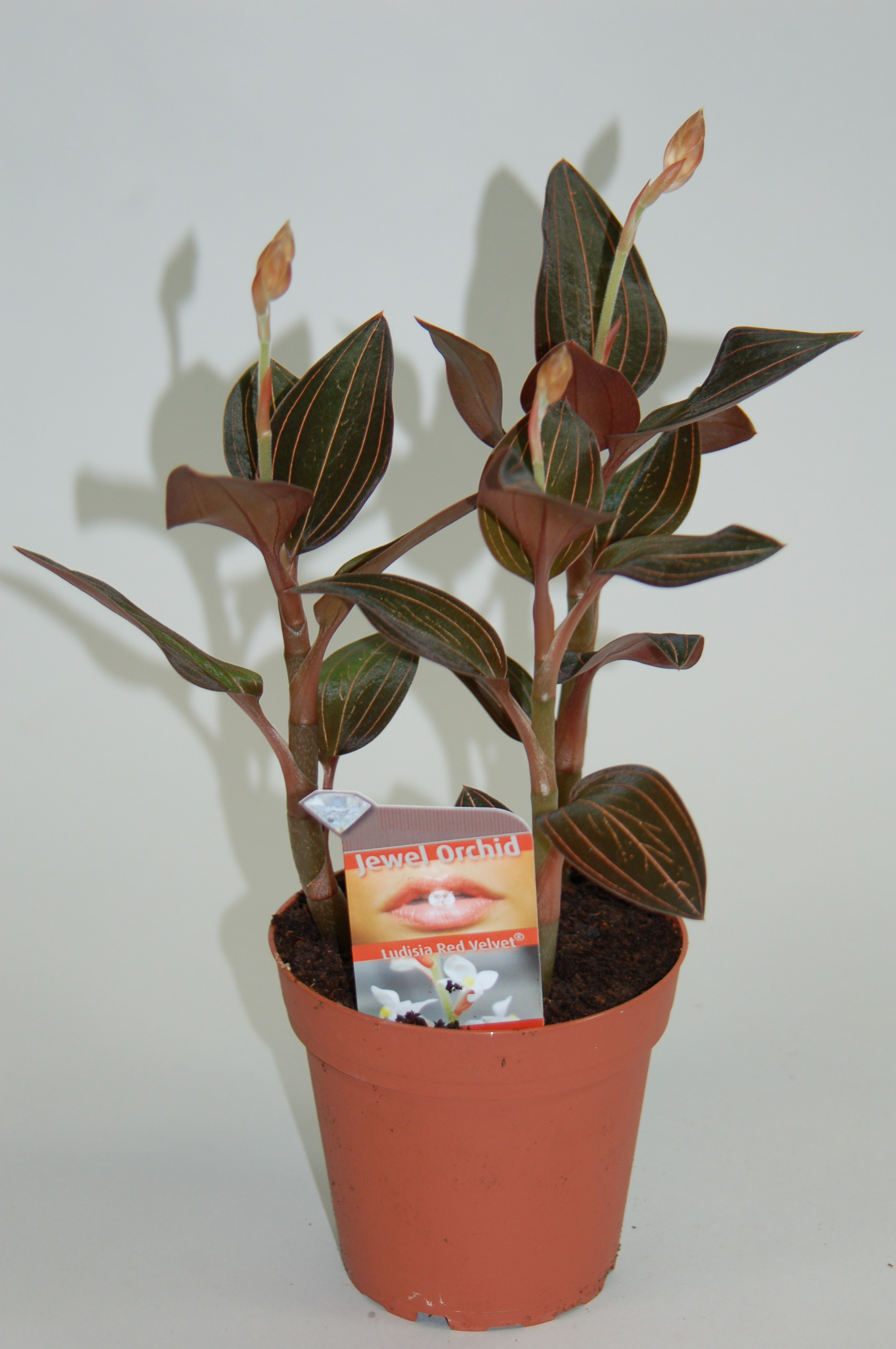 Ludisia discolor | Orchideen-Wichmann.de - Highest horticultural quality  and experience since 1897
