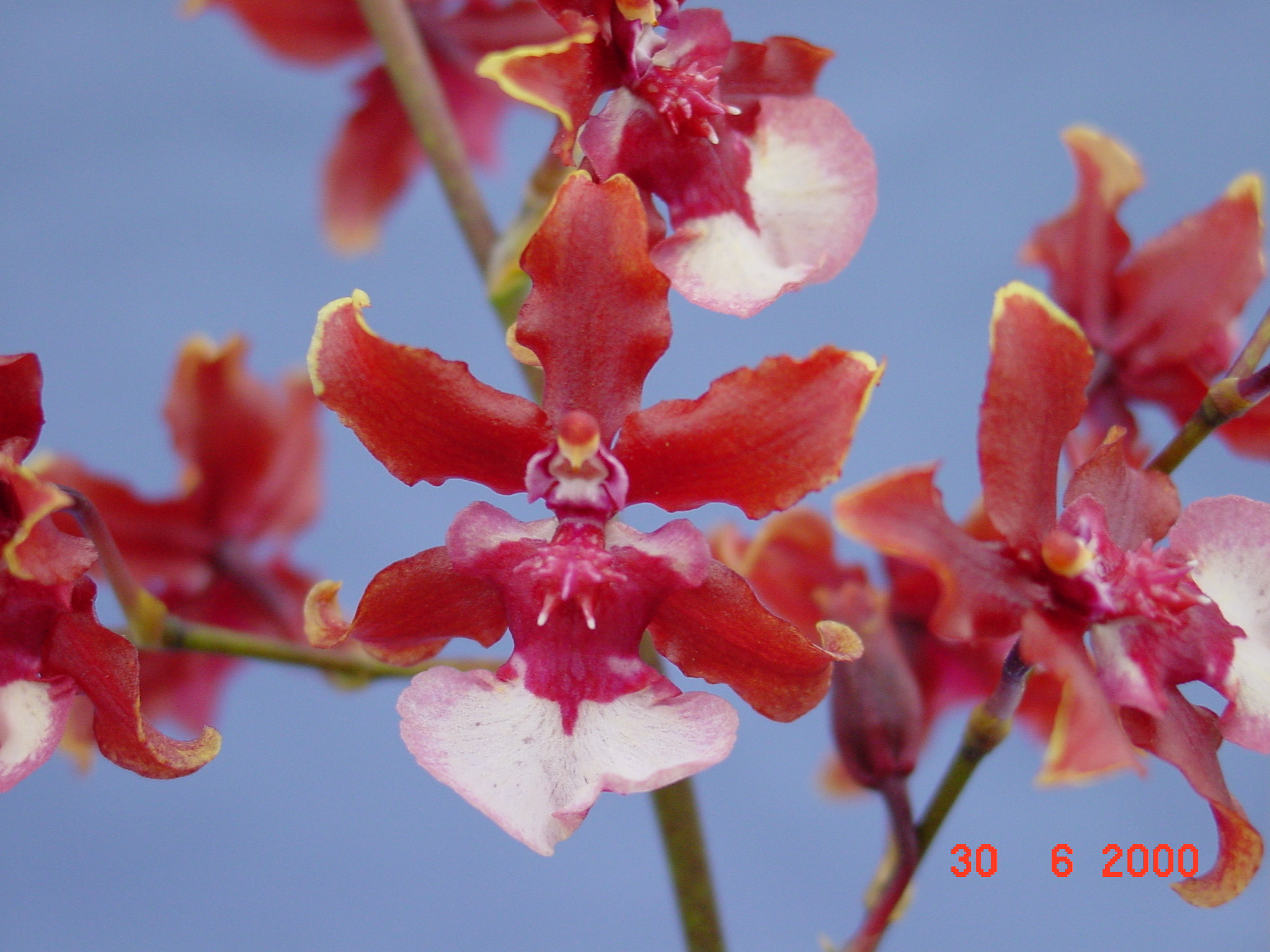 Sharry baby deals orchid