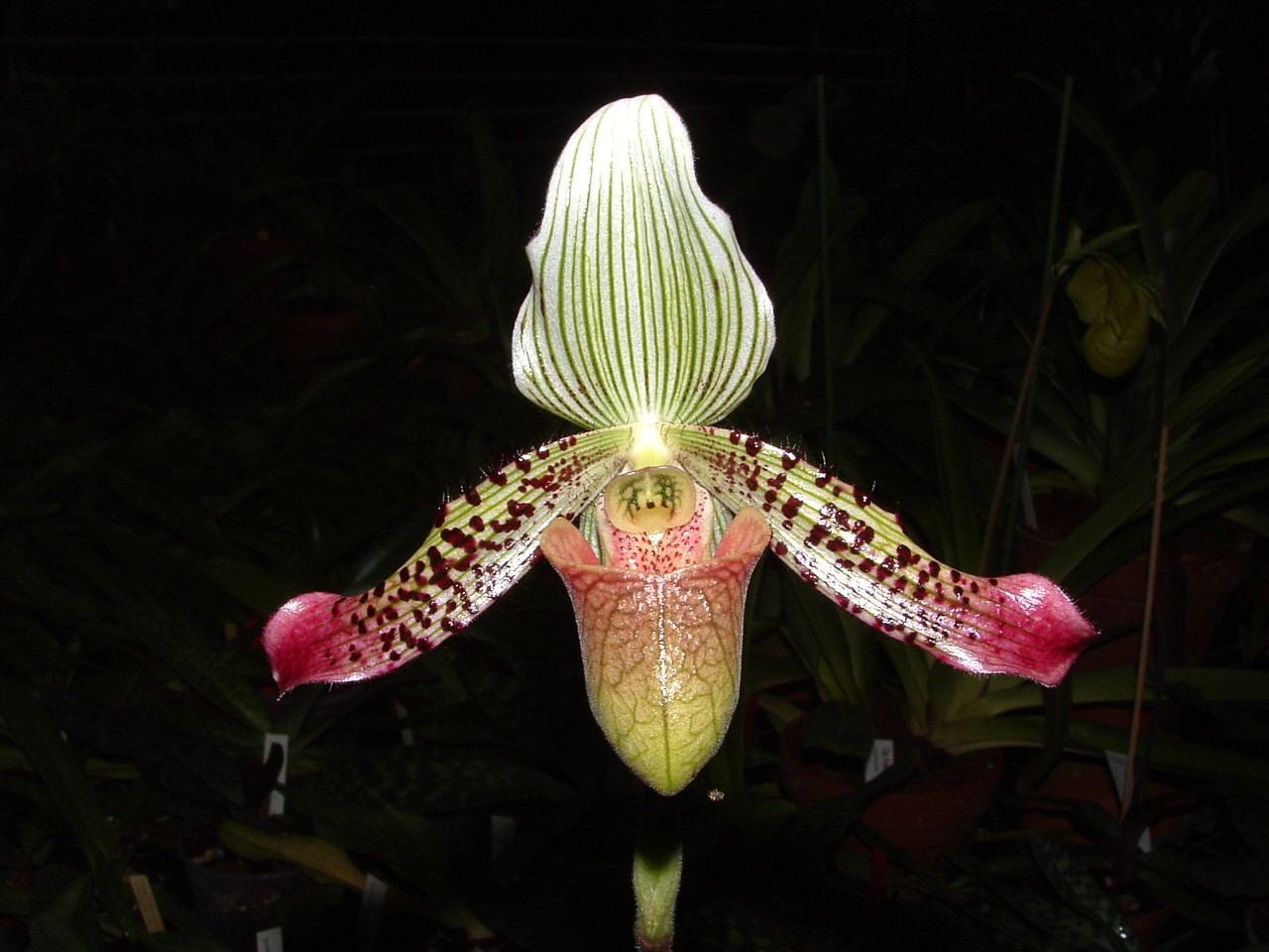 Paphiopedilum Argus species 'Red Wings' blühstark orquídea orquídeas