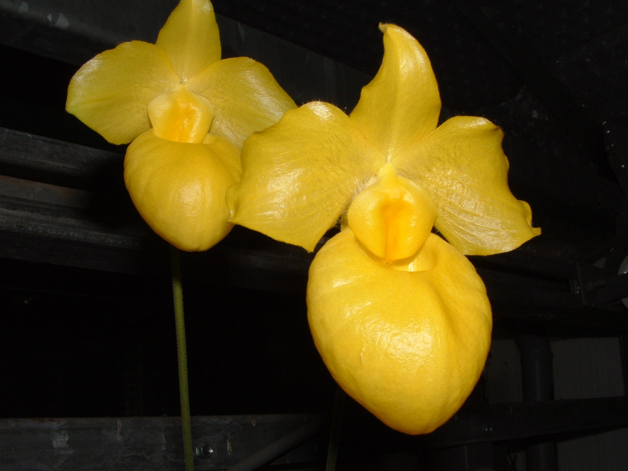 Paphiopedilum armeniacum orchid plant BLOOM SIZE Thailand CITES PHYTO 