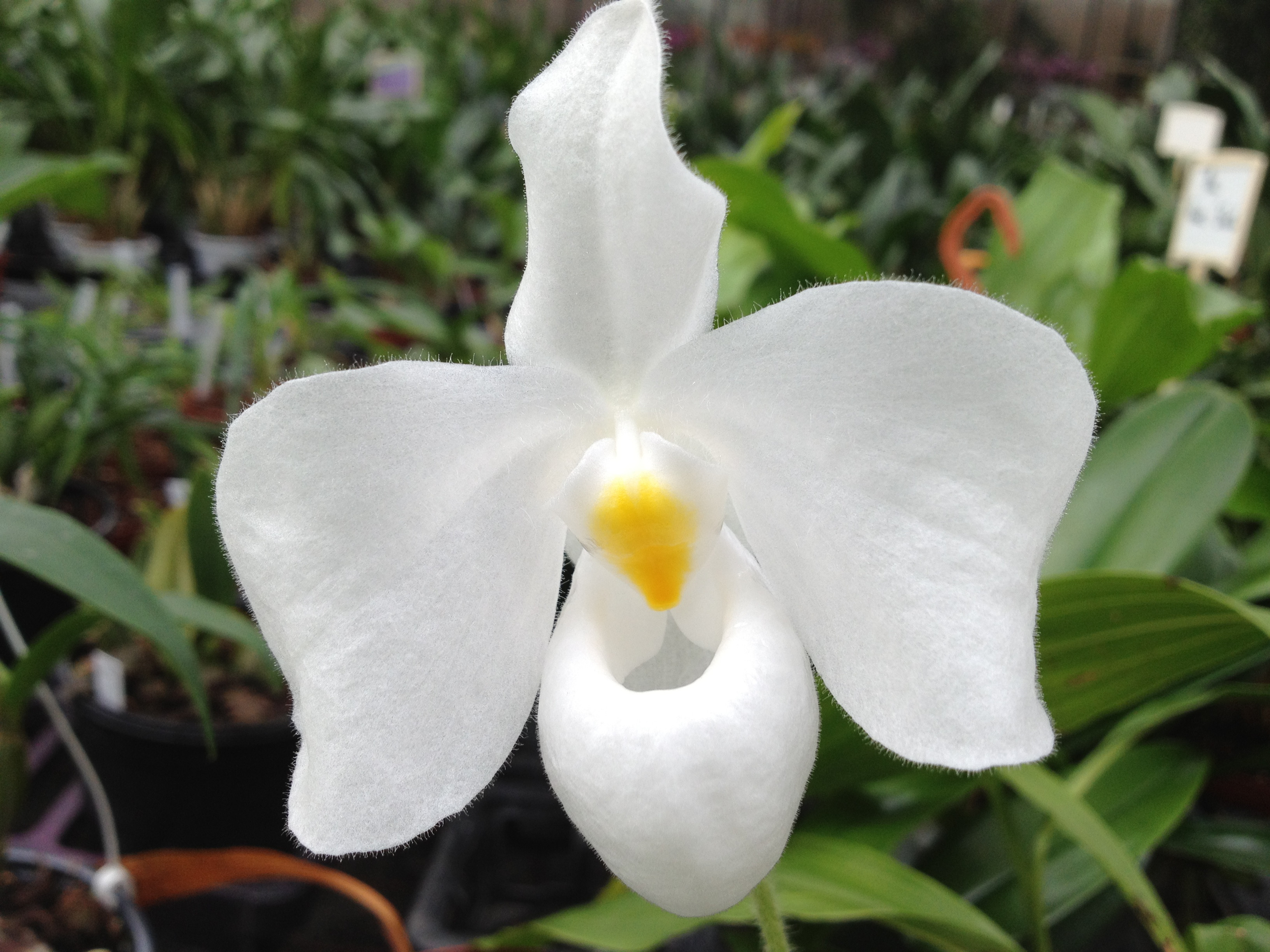 Paphiopedilum delenatii alba 4N NEW blühfähig Orchidee Orchideen 