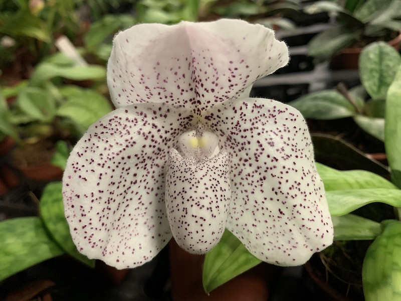 Paphiopedilum ´Psyche´ Hybride rispige Pflanze 1 Trieb Orchidee Orchideen 