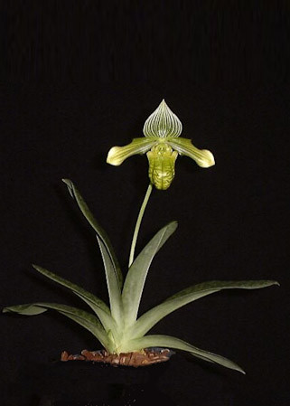 初蕾付株 Paph venustum album ③ 原種 パフィオ 洋蘭｜花