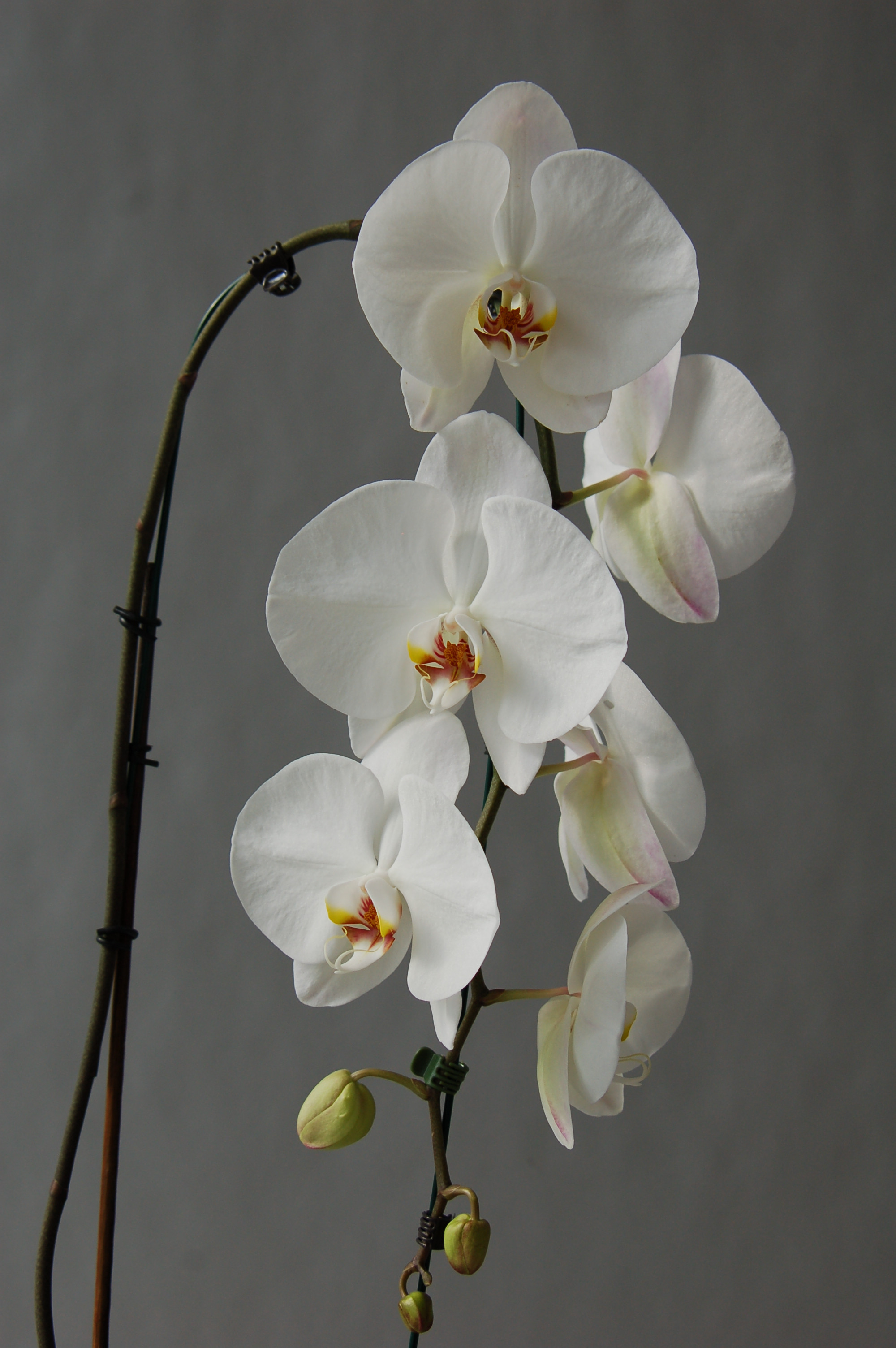 ORCHIDEE PHALENOPSIS CASCADE