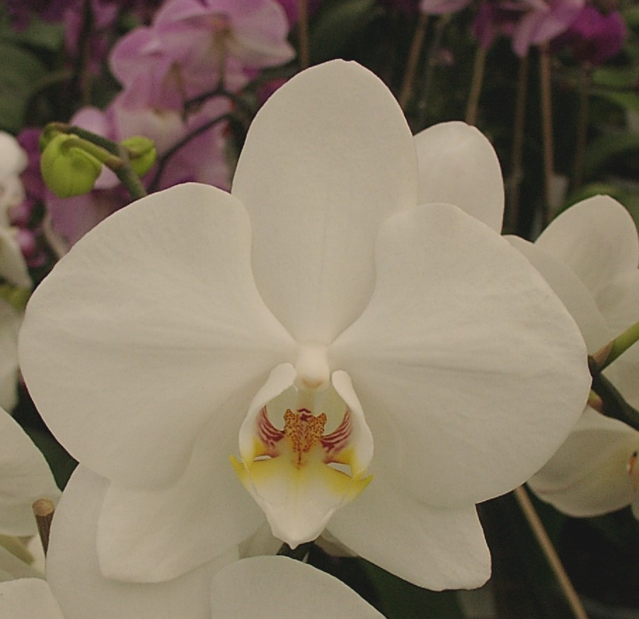 Phragmipedium grande Hybride ´Pink Hair Dreamer´ XL Pflanze Orchidee Orchideen 