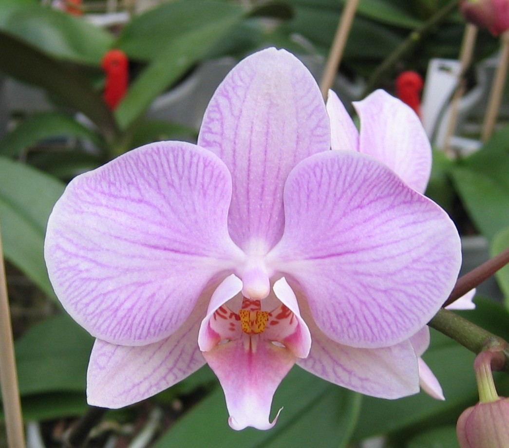 Phalaenopsis Hybride -Jungpflanze- | Orchideen-Wichmann.de - Highest  horticultural quality and experience since 1897