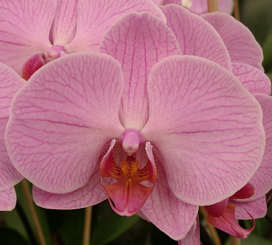 Phalaenopsis Hybride | Orchideen-Wichmann.de - Highest horticultural  quality and experience since 1897
