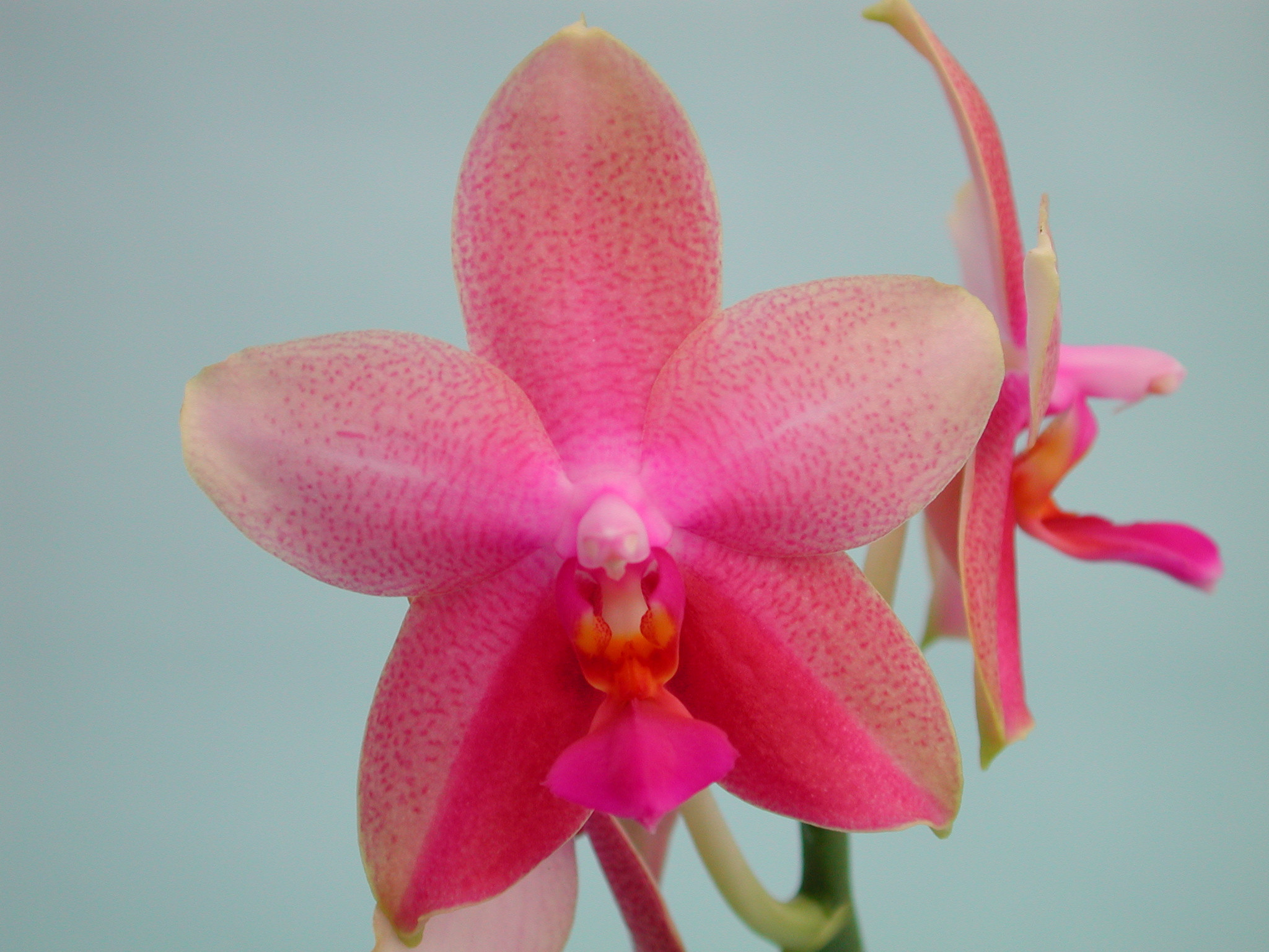 Phalaenopsis Liodoro (2 Rispenansätze) | Orchideen-Wichmann.de - Highest  horticultural quality and experience since 1897