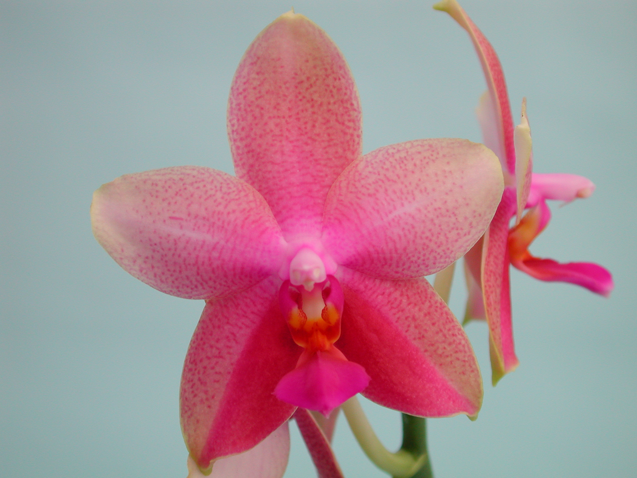 Phalaenopsis liodoro 2025