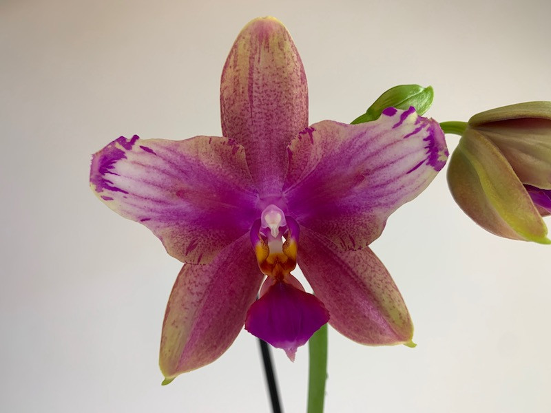 Phalaenopsis Liodoro (pelorisch) | Orchideen-Wichmann.de - Highest  horticultural quality and experience since 1897