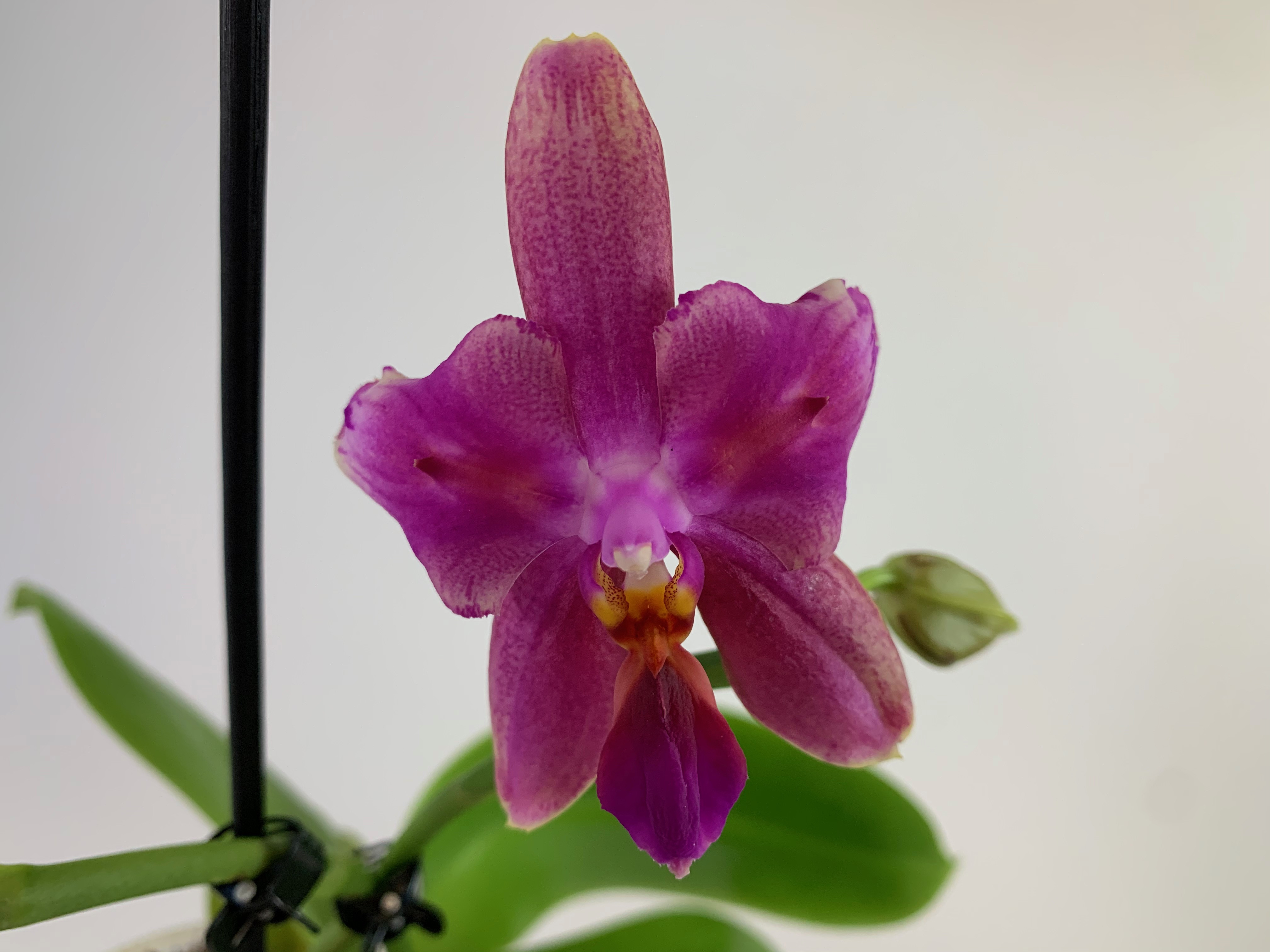 Phalaenopsis Liodoro (pelorisch) | Orchideen-Wichmann.de - Highest  horticultural quality and experience since 1897