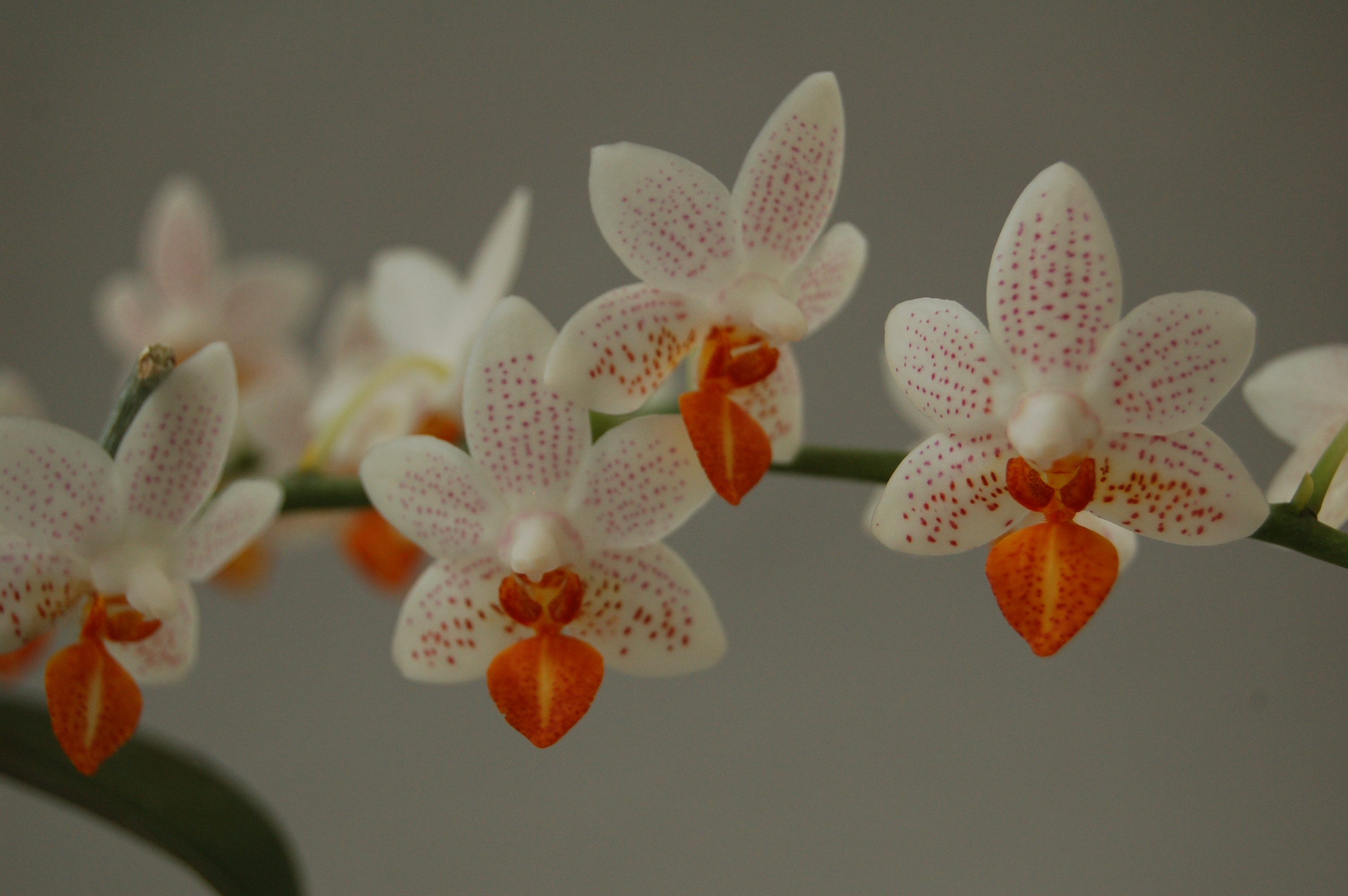 Phalaenopsis Minimark | Orchideen-Wichmann.de - Highest horticultural  quality and experience since 1897