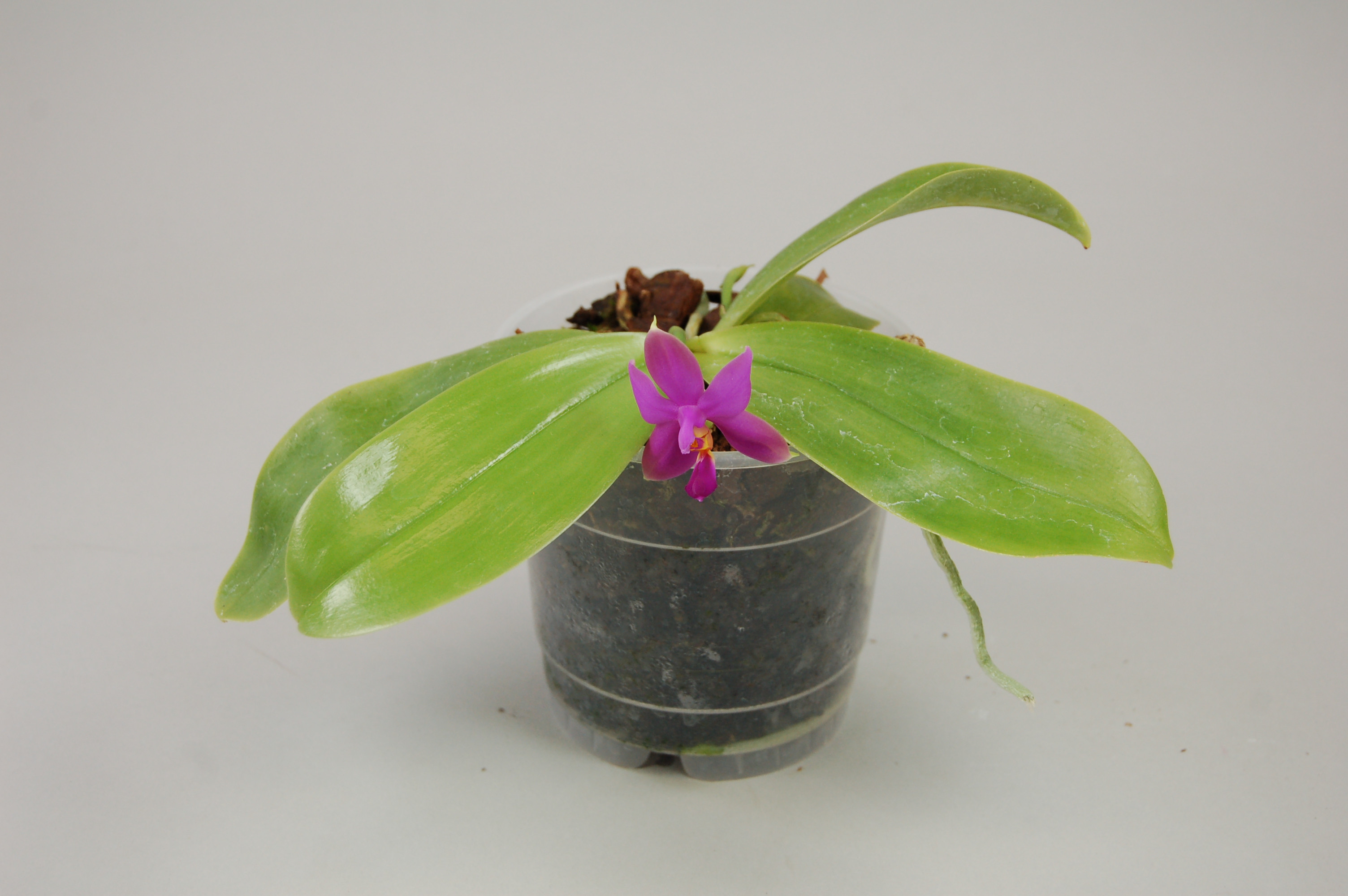 Phalaenopsis violacea store