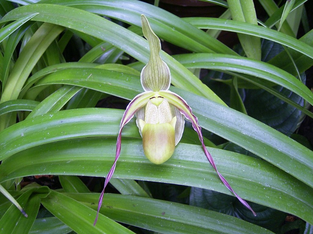 Phragmipedium longifolium | Orchideen-Wichmann.de - Highest horticultural  quality and experience since 1897