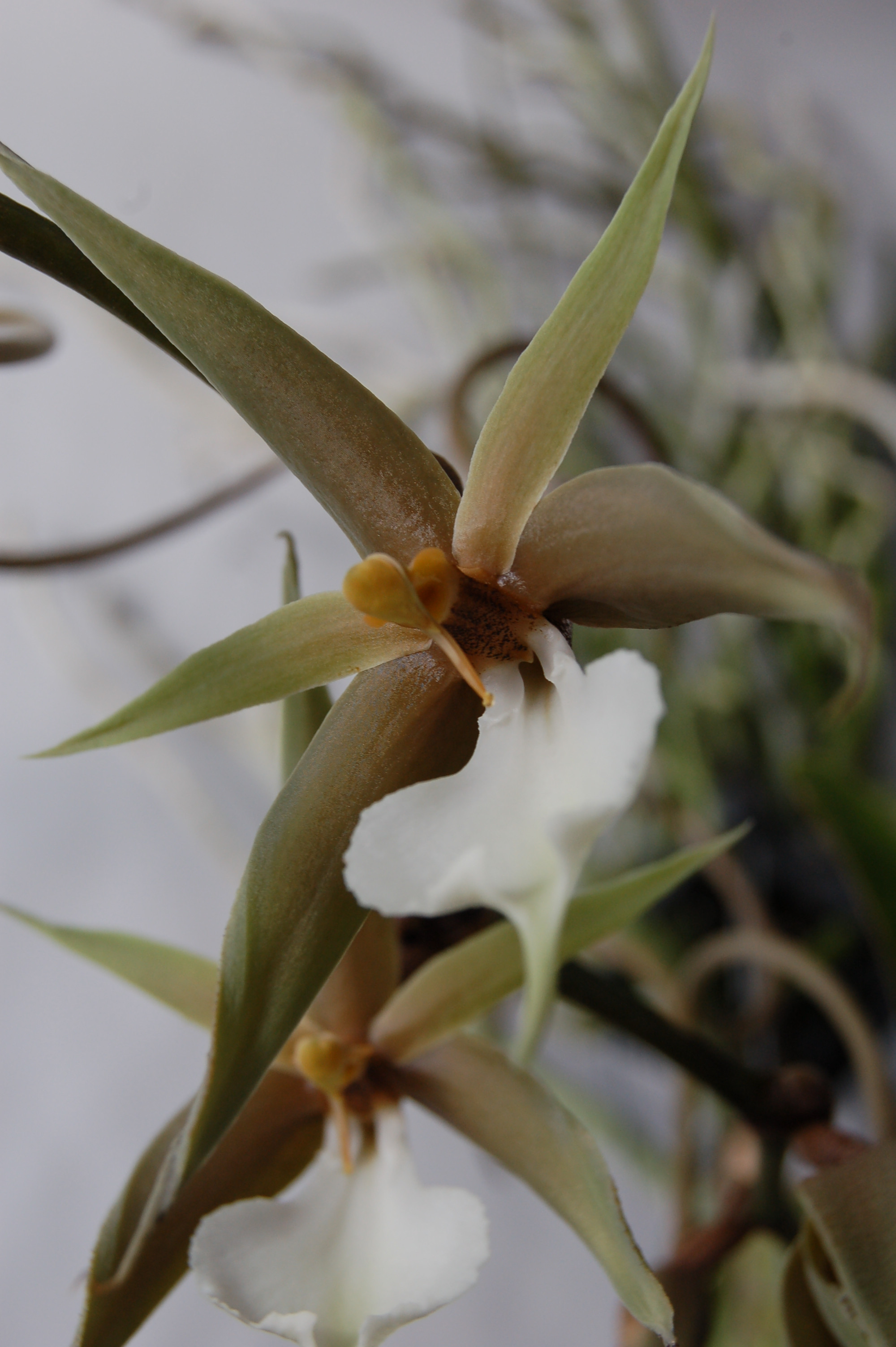 LONG SPUR RARE ORCHID SPECIES Plectreminthus caudatus BS plant!! 