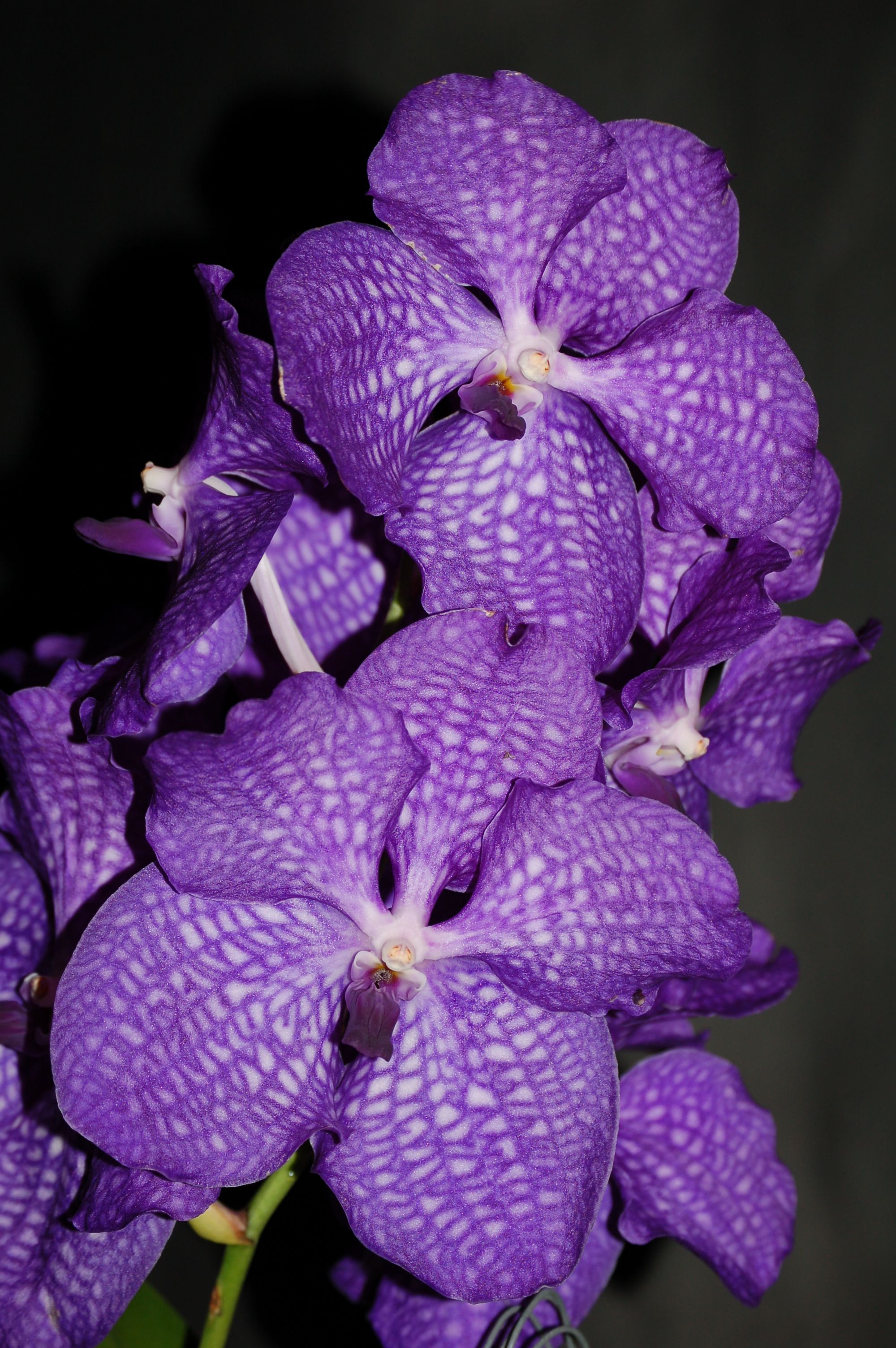 Vanda Blue Magic | Orchideen-Wichmann.de - Highest horticultural quality  and experience since 1897