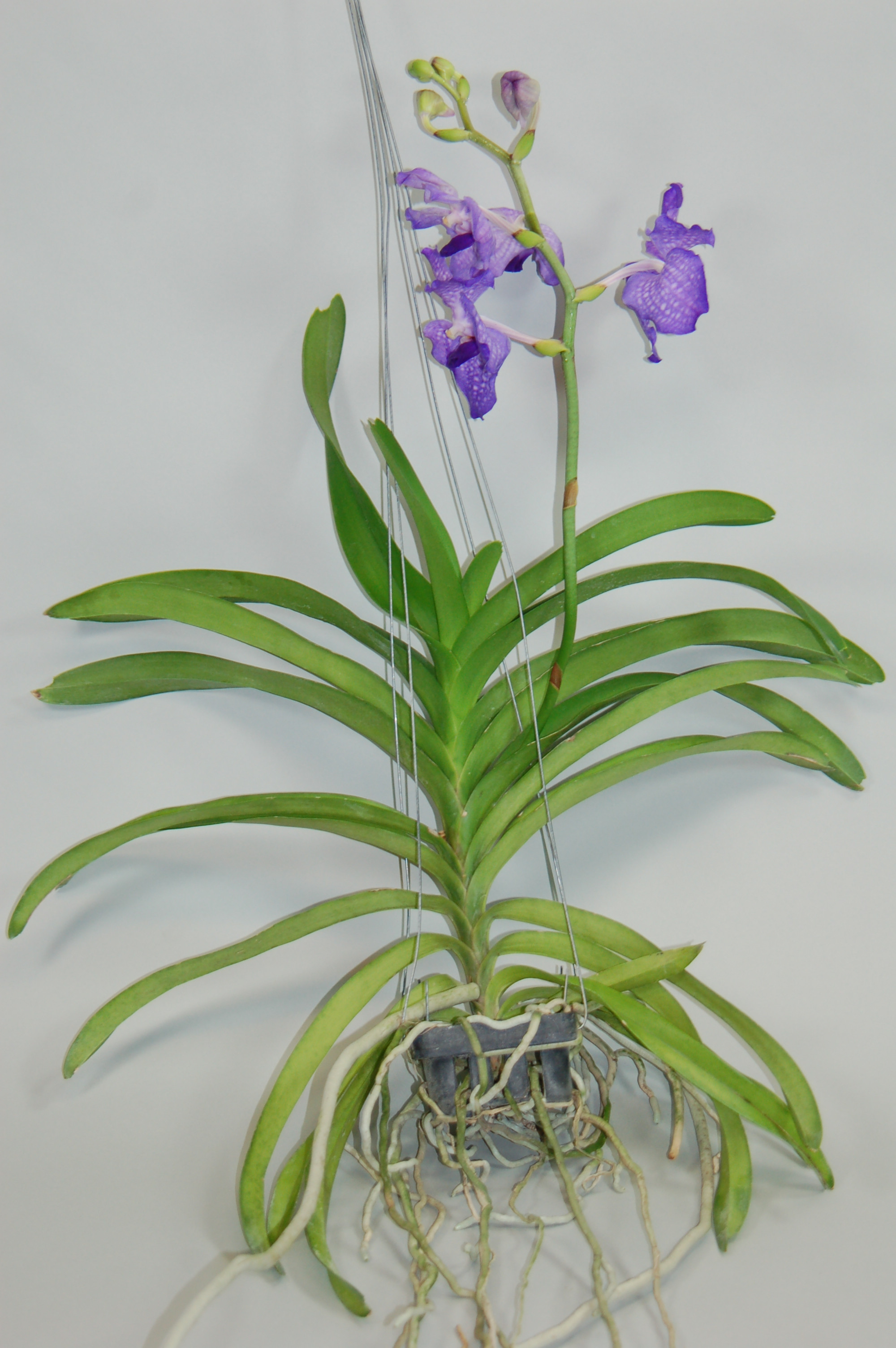Vanda Blue Magic Orchideen Wichmann De Highest Horticultural Quality And Experience Since 1897