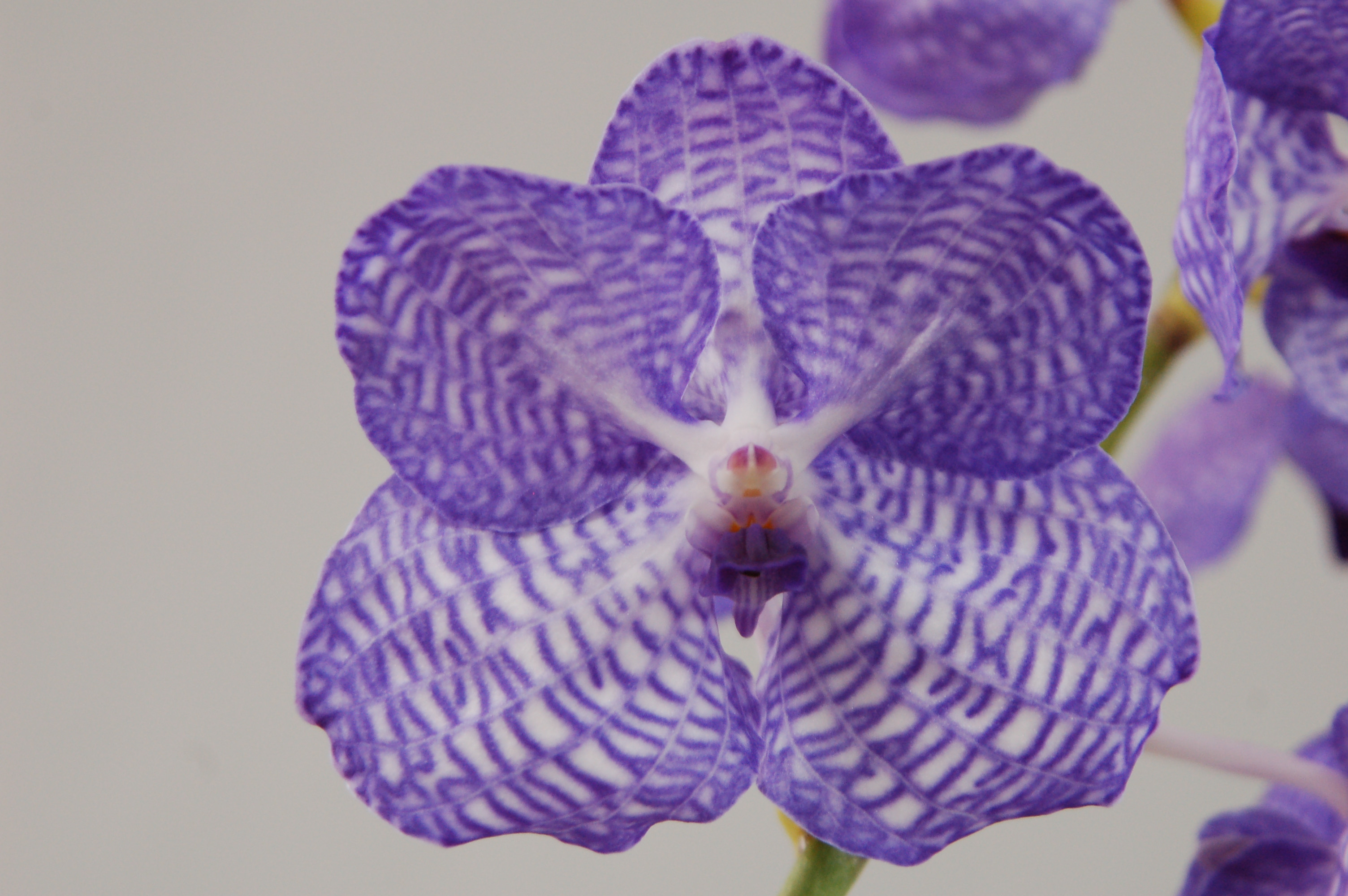 Vanda coerulea | Orchideen-Wichmann.de - Highest horticultural quality and  experience since 1897