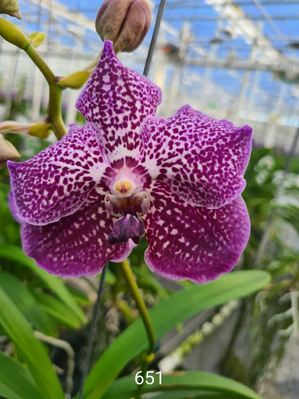 Vanda French Rose Spots (in Knospe Blüte) | Orchideen-Wichmann.de - Highest  horticultural quality and experience since 1897