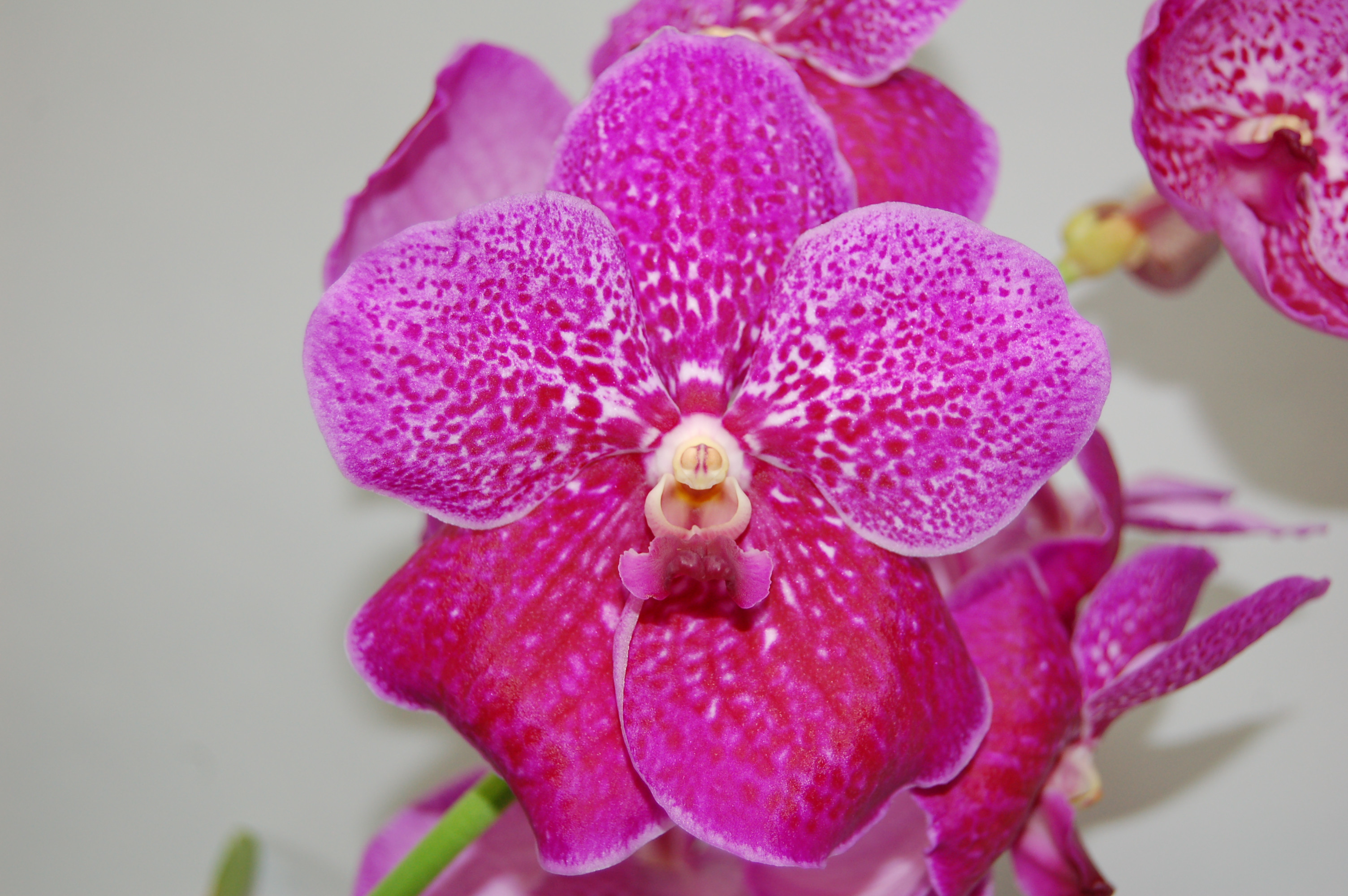 Vanda Fuchs Fuchsia | Orchideen-Wichmann.de - Highest horticultural quality  and experience since 1897