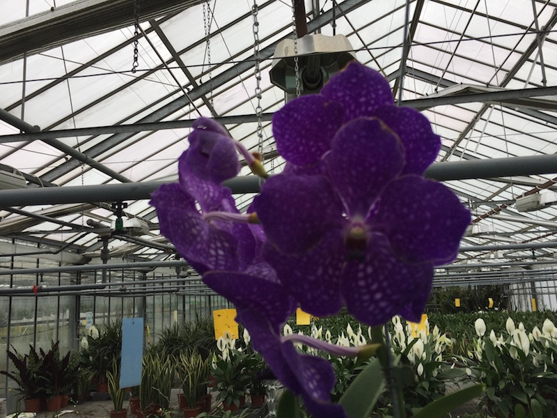 Vanda orchids top for sale