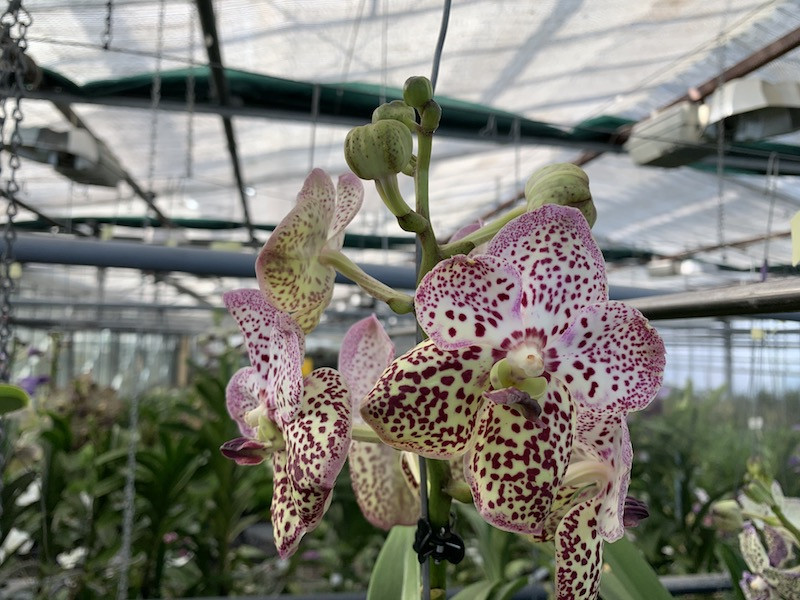 Vanda Roze Gold | Orchideen-Wichmann.de - Highest horticultural quality and  experience since 1897