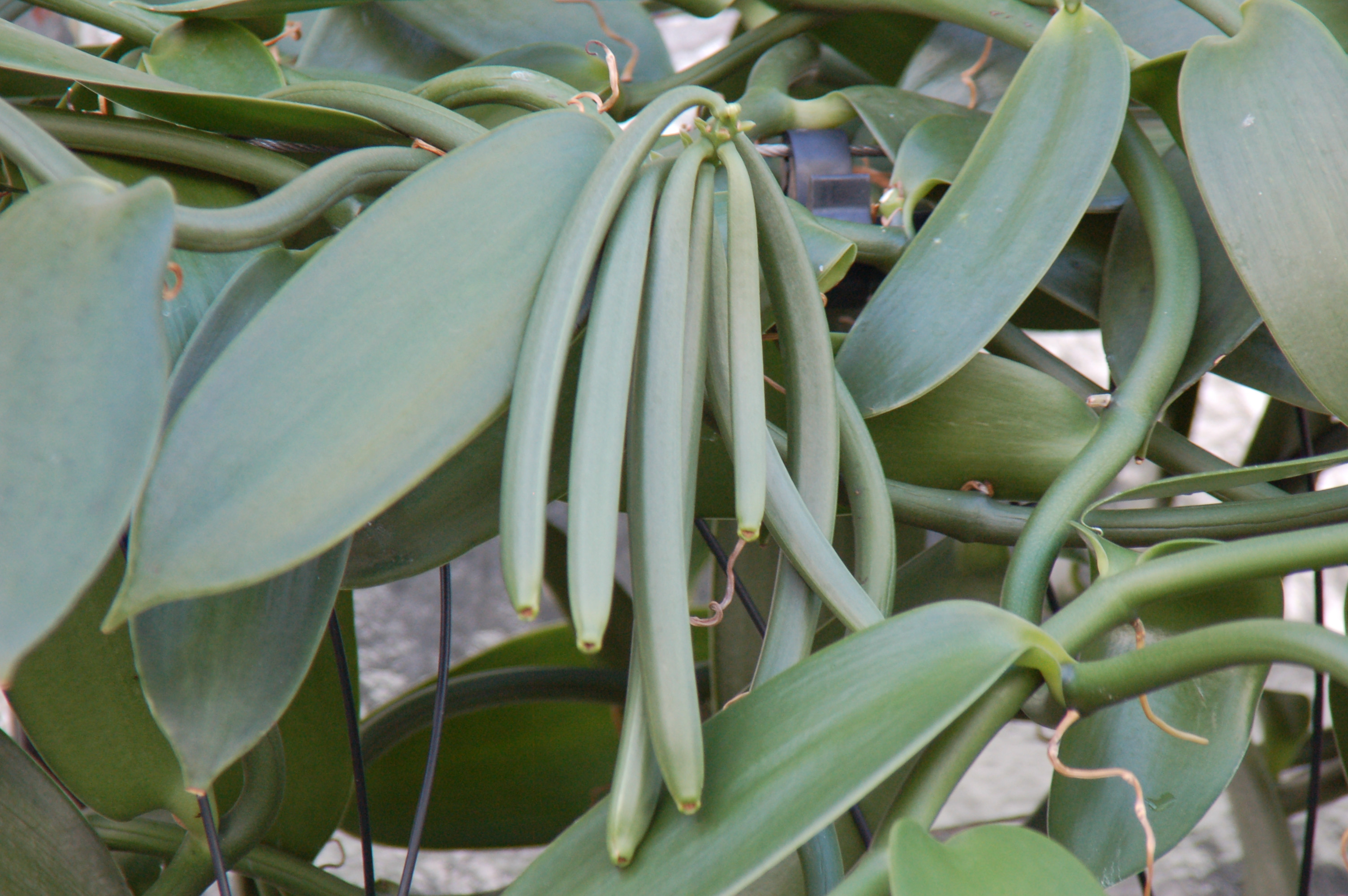 Vanilla plant online for sale