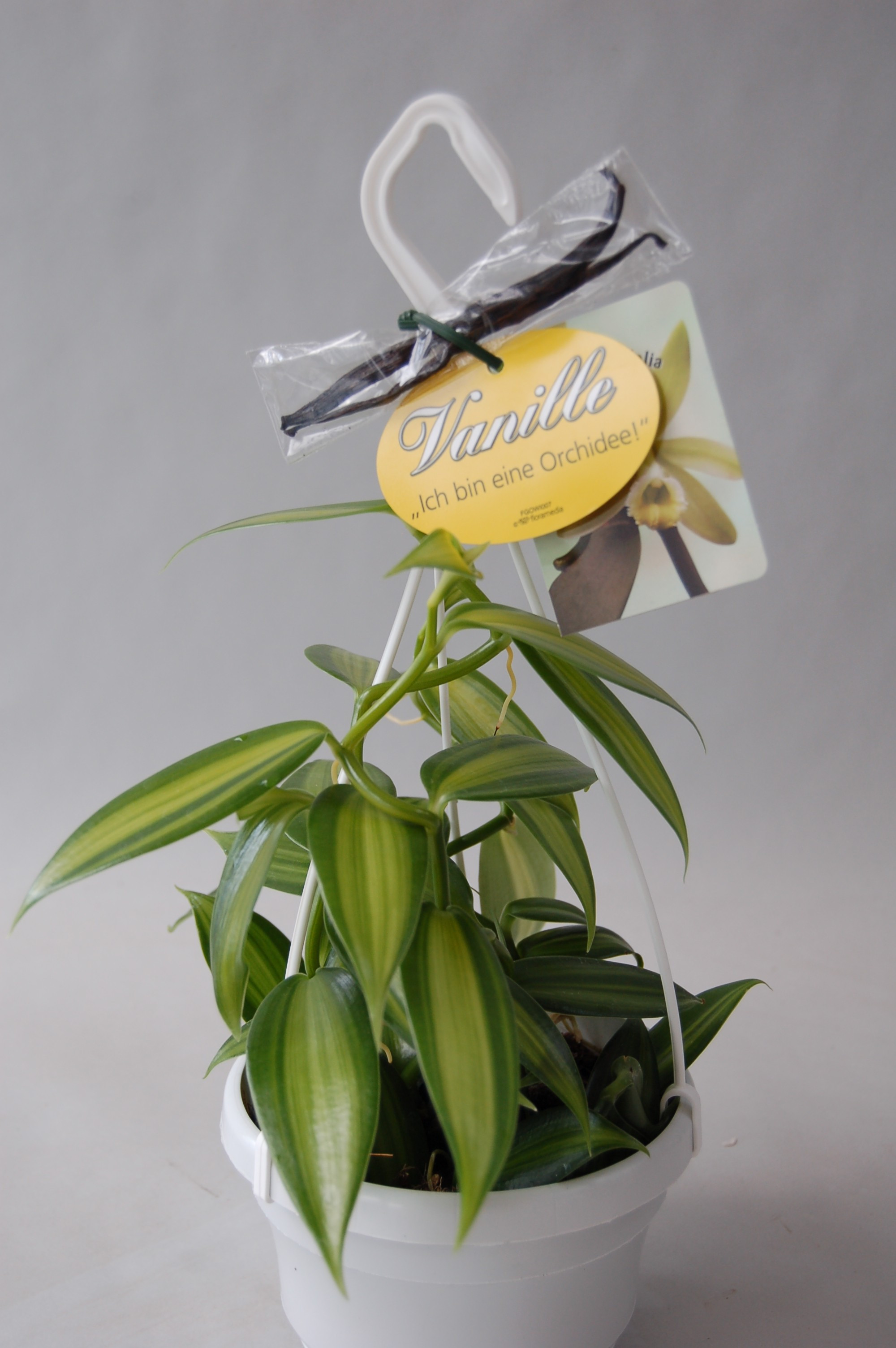 RARE Vanilla planifolia Bean enracinées plante/Ready To Grow indoor/outdoor/une usine