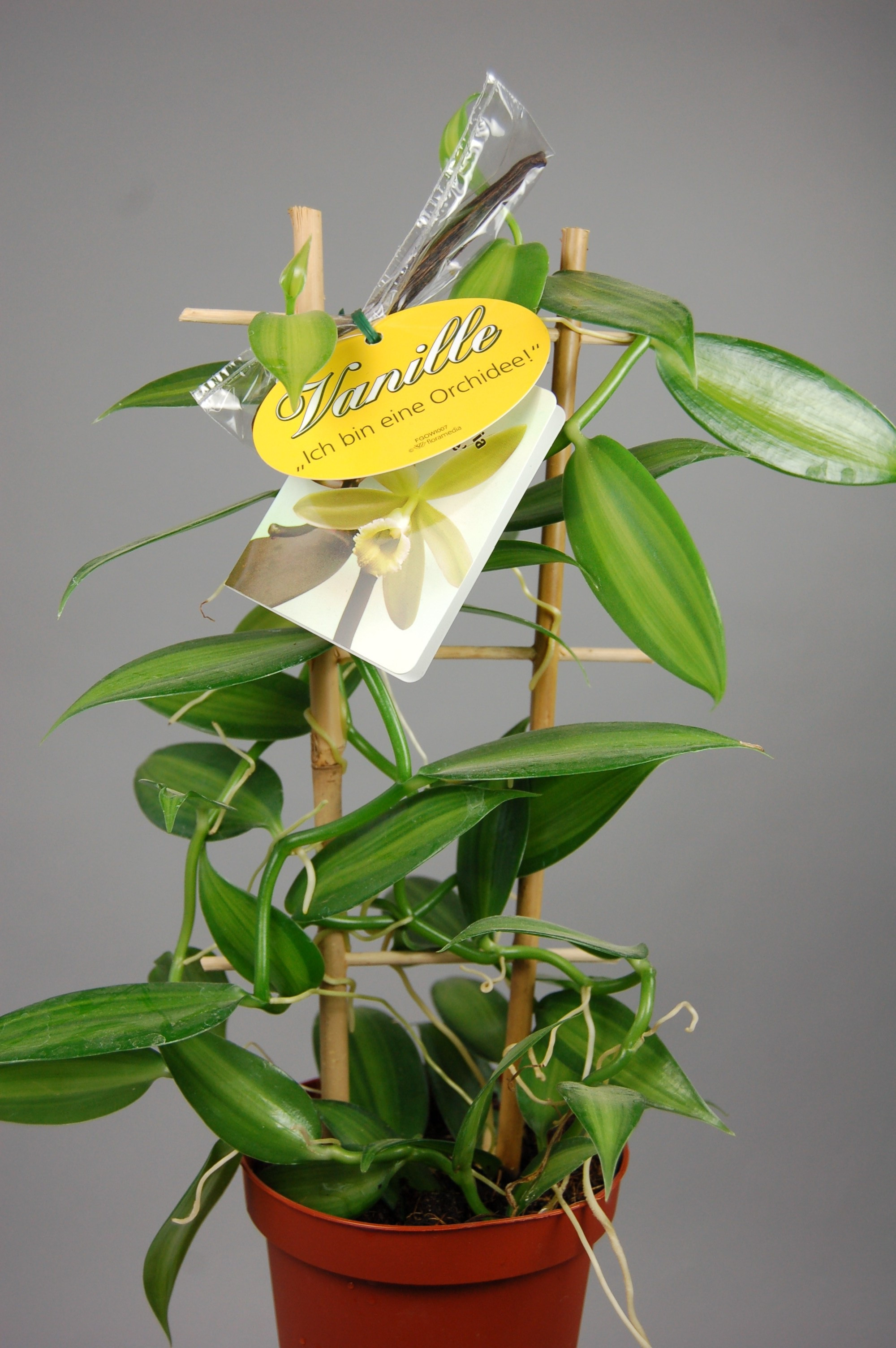 Vanilla bean plant for deals sale
