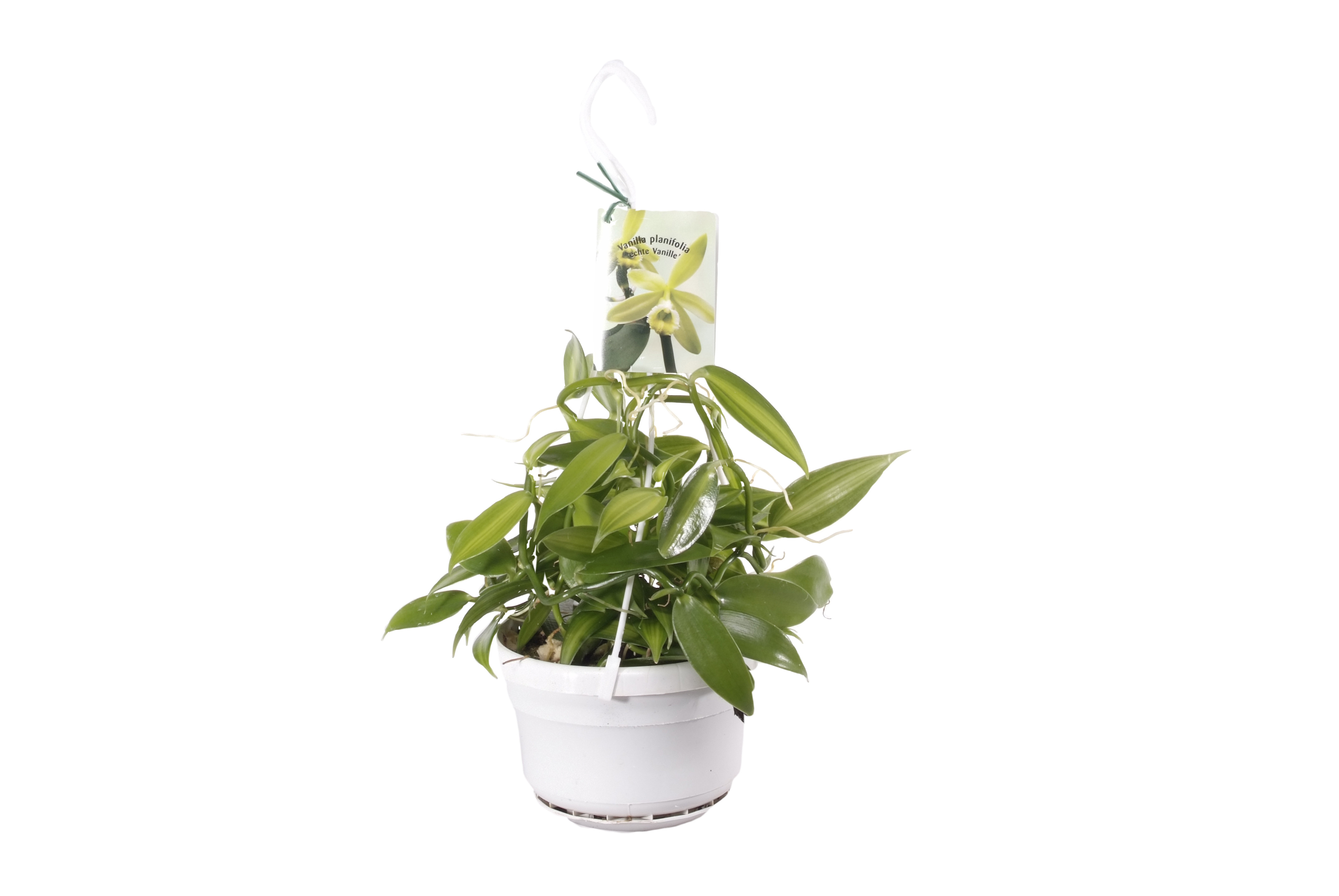 Vanilla planifolia plant 1Stk.= 8,99€ 1 echte Vanille Pflanze cutting 