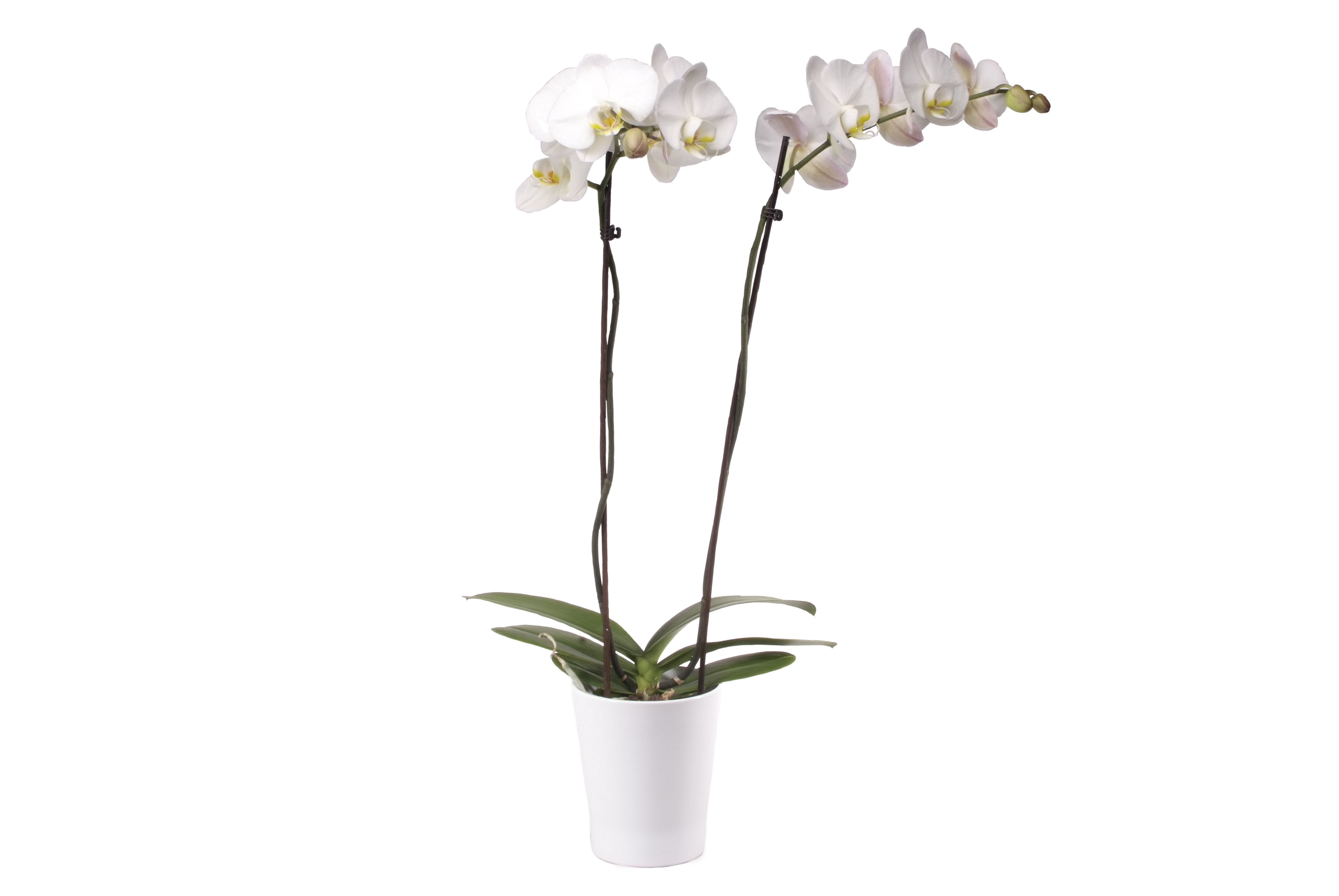 Phalaenopsis Hybride, weiss (inkl. Übertopf) | Orchideen-Wichmann.de -  Highest horticultural quality and experience since 1897