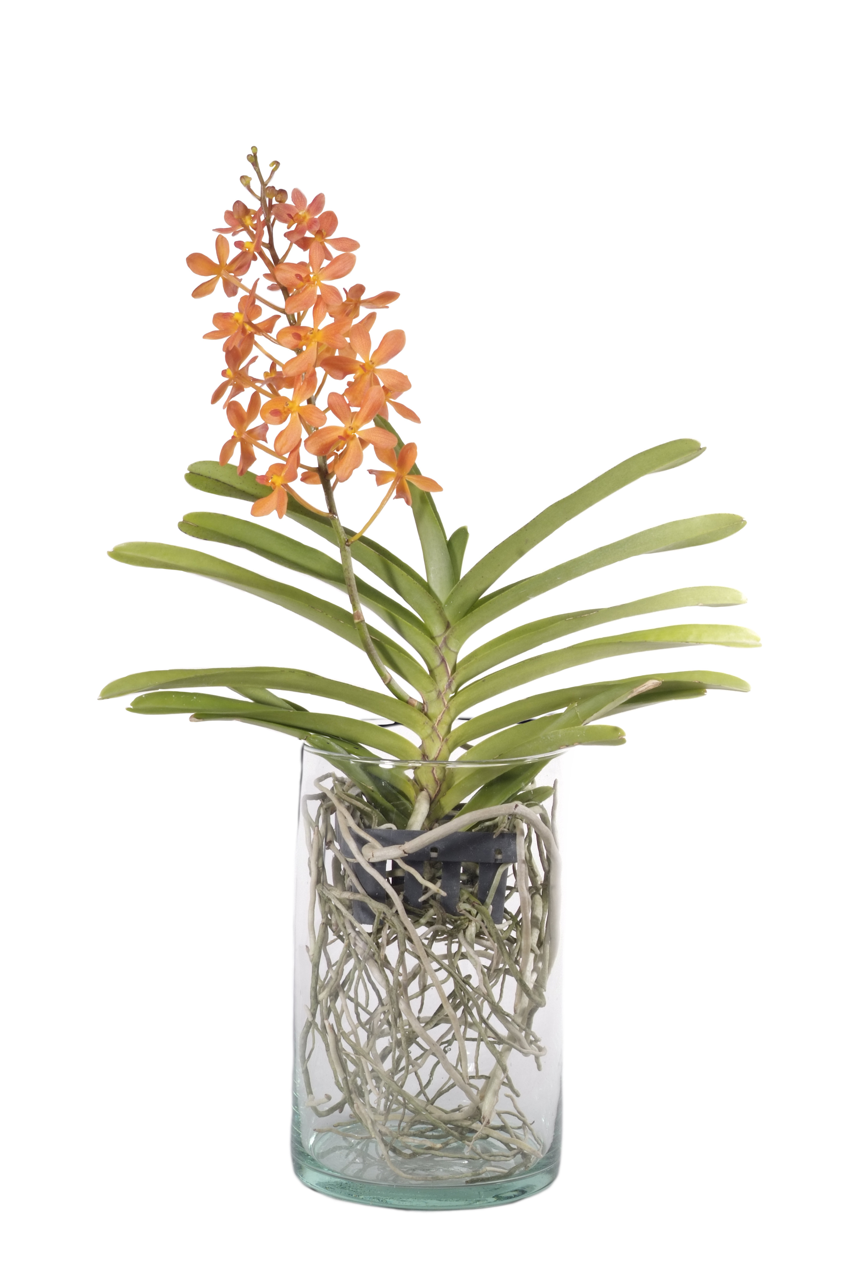 Ascocenda in der Glasvase | Orchideen-Wichmann.de - Highest horticultural  quality and experience since 1897