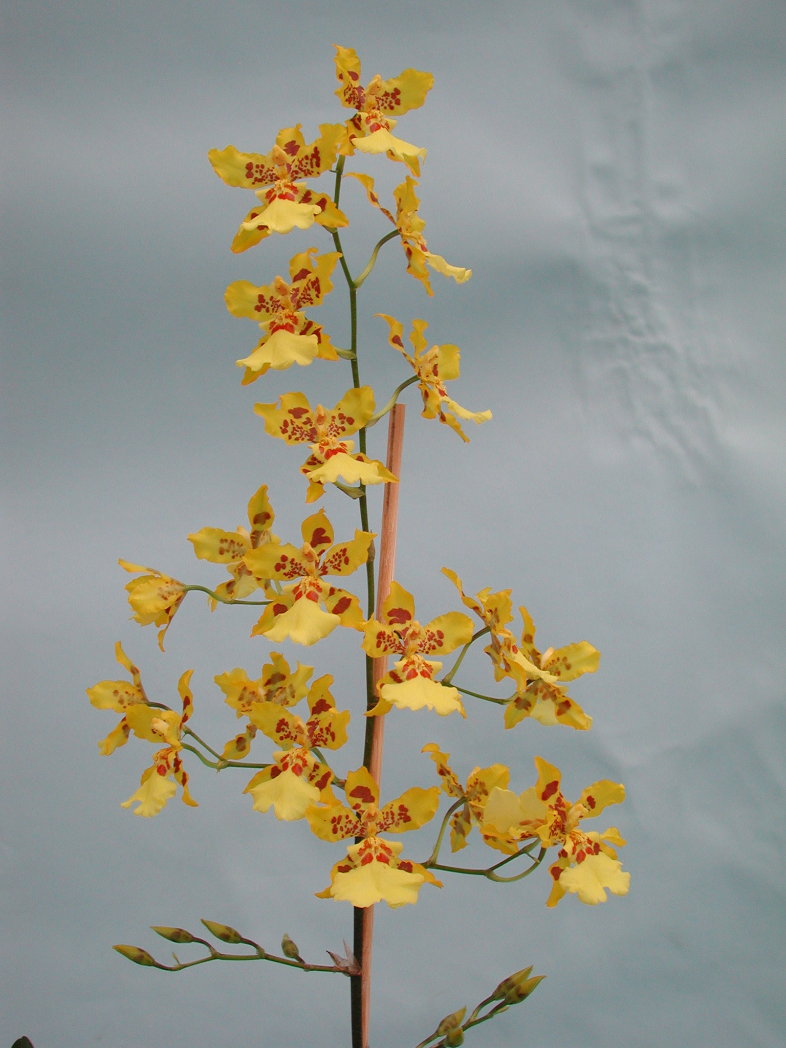 Wilsonara Marie Elle | Orchideen-Wichmann.de - Highest horticultural  quality and experience since 1897