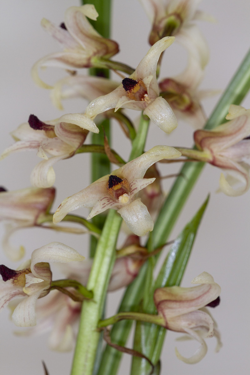 Xylobium Squalens Holzstendel Orchideen Wichmann De Highest Horticultural Quality And Experience Since 1897
