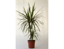 Dracaena marginata