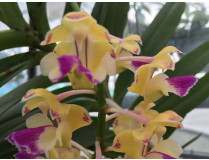 Aerides houlletiana