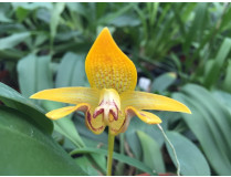 Bulbophyllum dearai