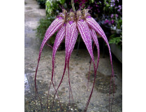 Bulbophyllum Elisabeth Ann Buckelberry 3