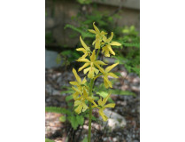 Calanthe sieboldii